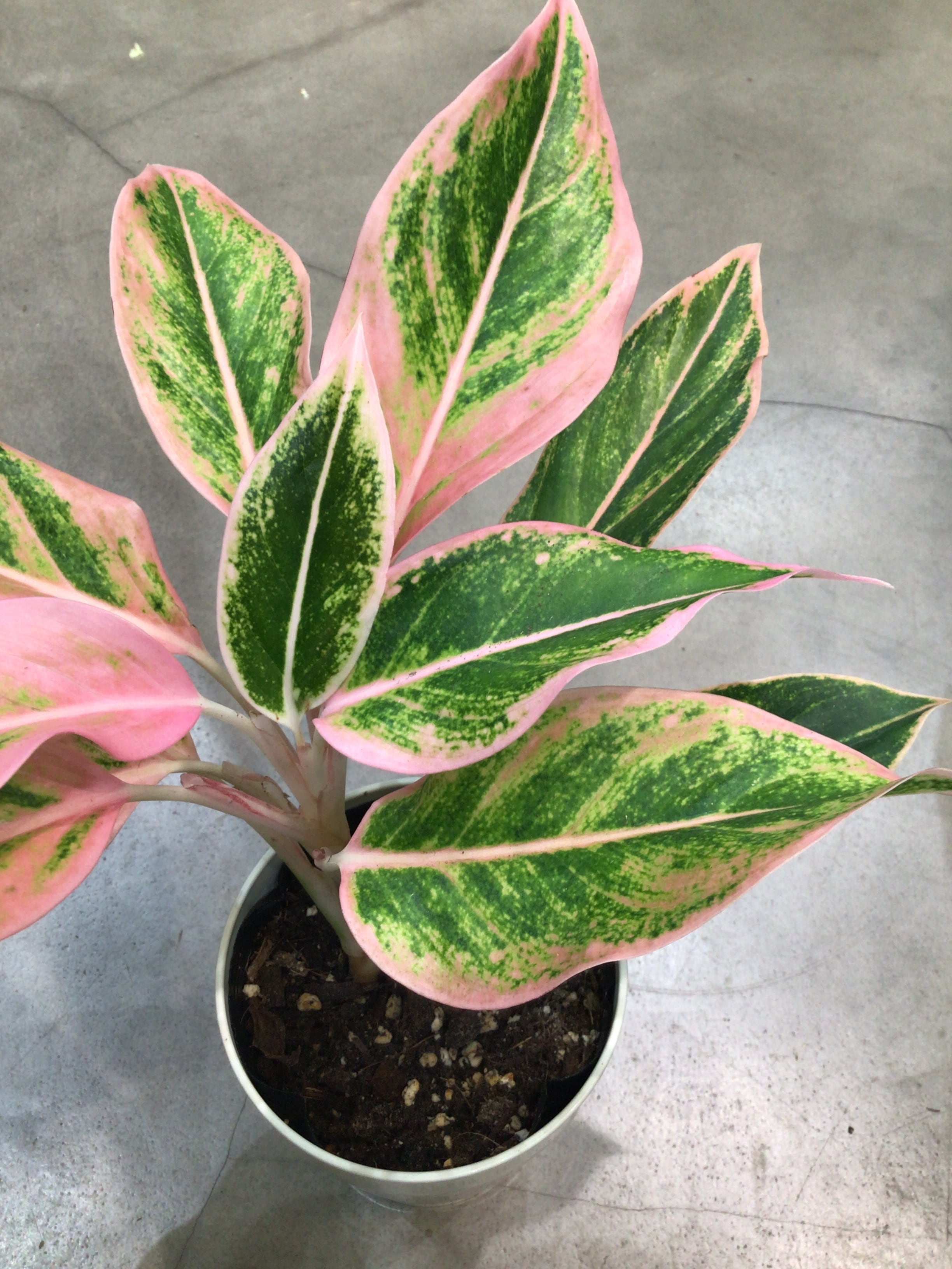 アグラオネマ ご注文分 観葉植物 アグラオネマ マリア3.5号 | 植物との暮らし apricot