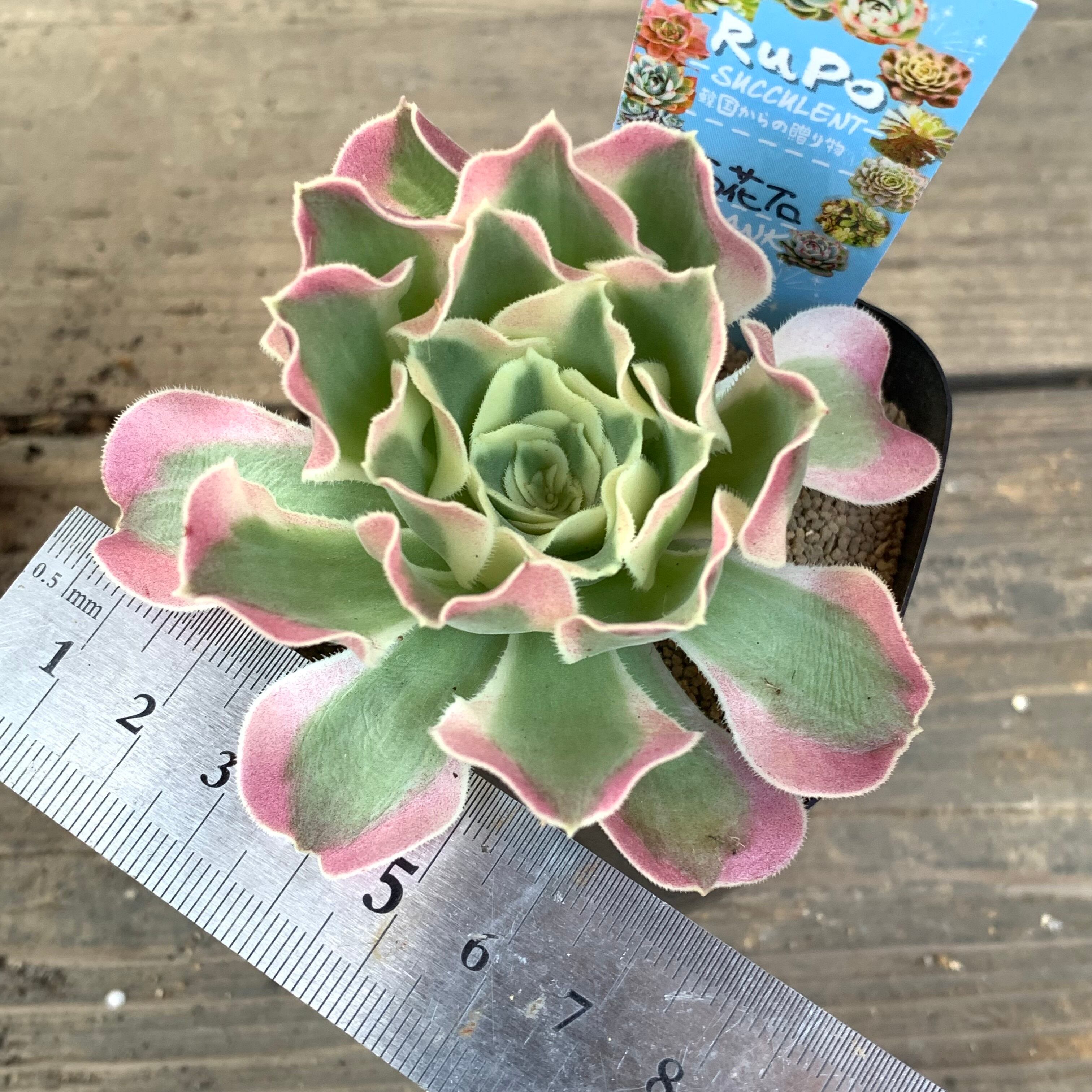 雨花石(アエオニウム) | RuPo 多肉植物専門店