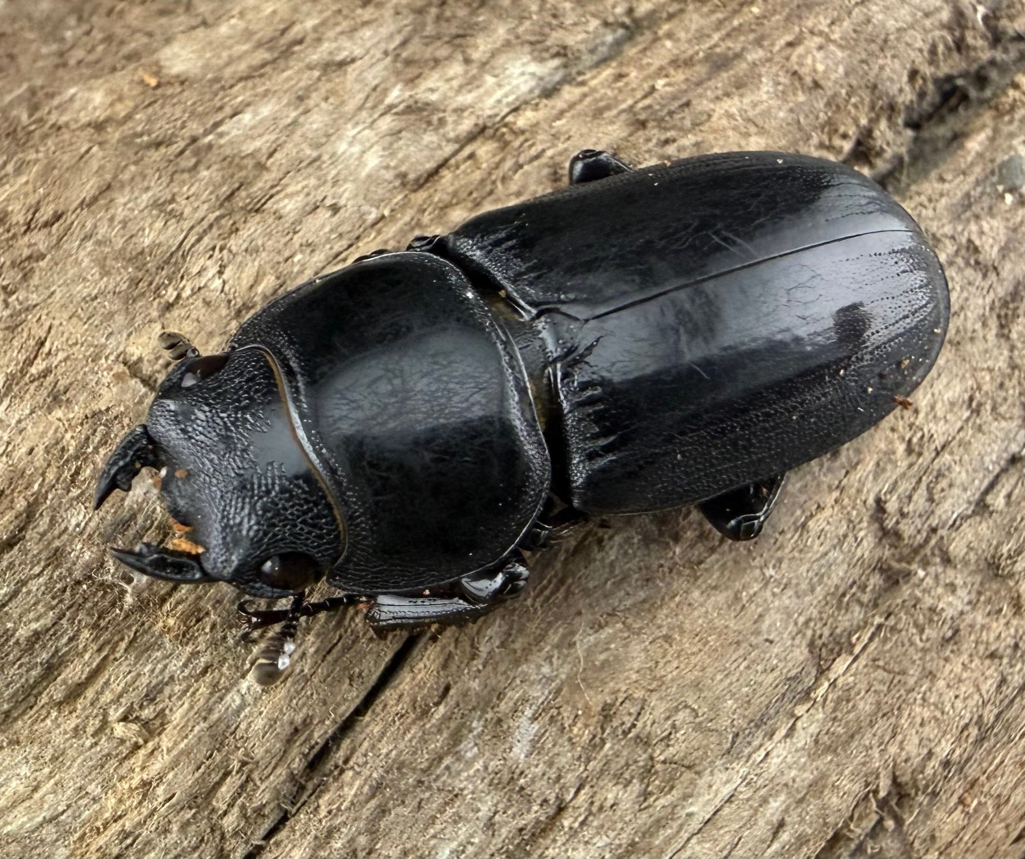 即ブリ！スマトラヒラタ　♂100mm×♀52mm ペア ヒラタクワガタの仲間 | KPW公式オンラインショップ