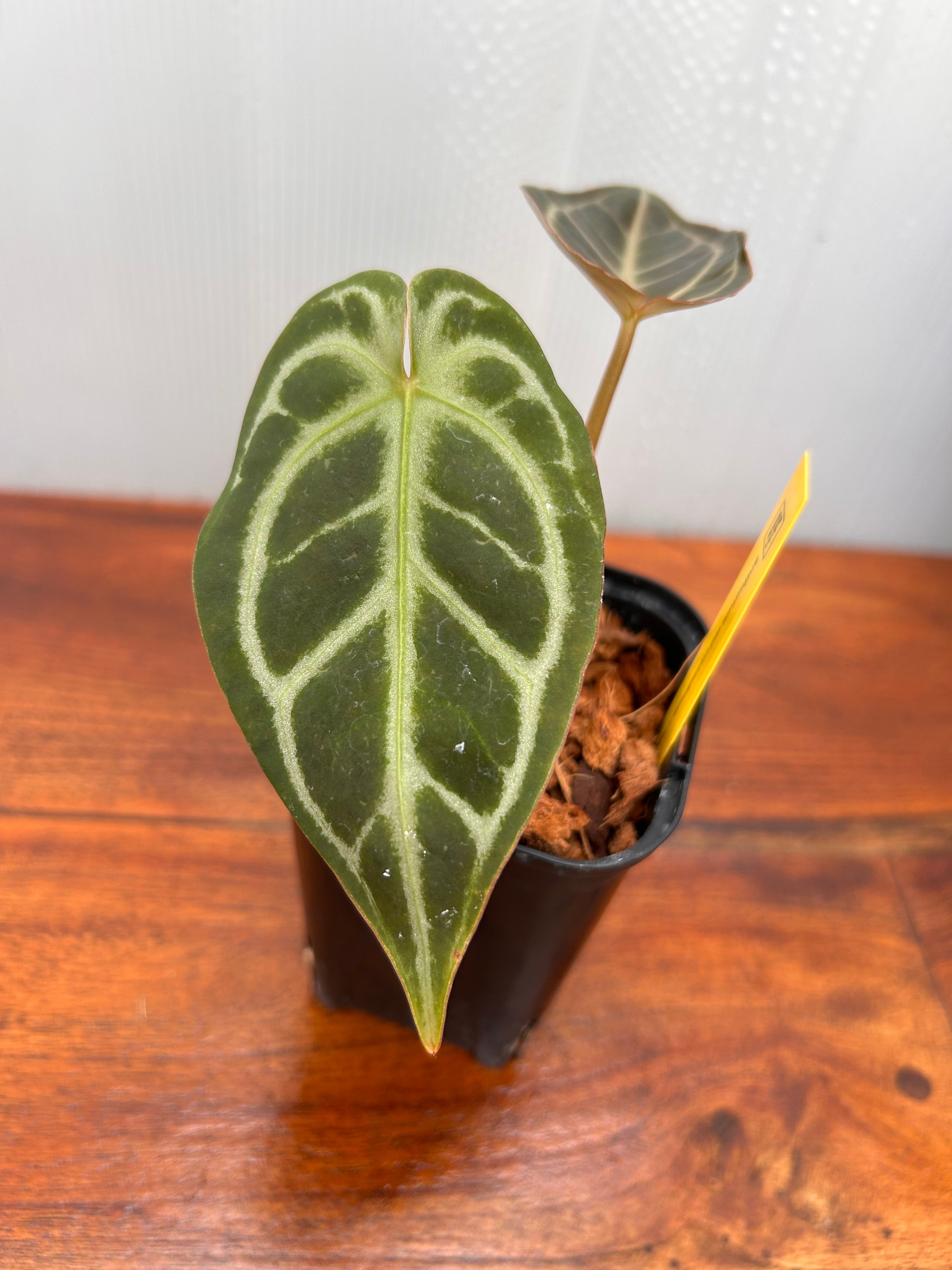 Anthurium | BALI-AN 園芸