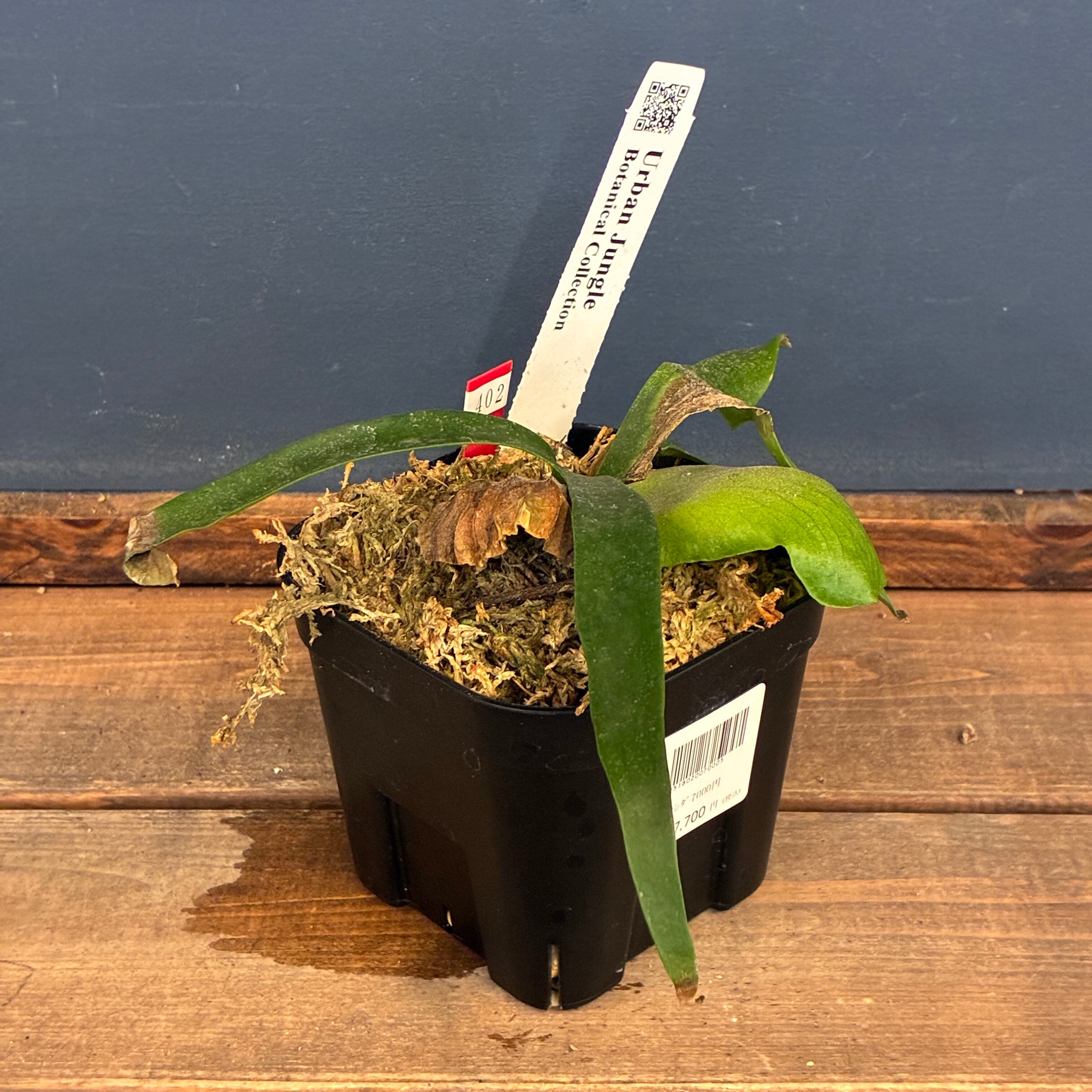 ビカクシダフェア対象】【クリアランス】ビカクシダ P. coronarium cv