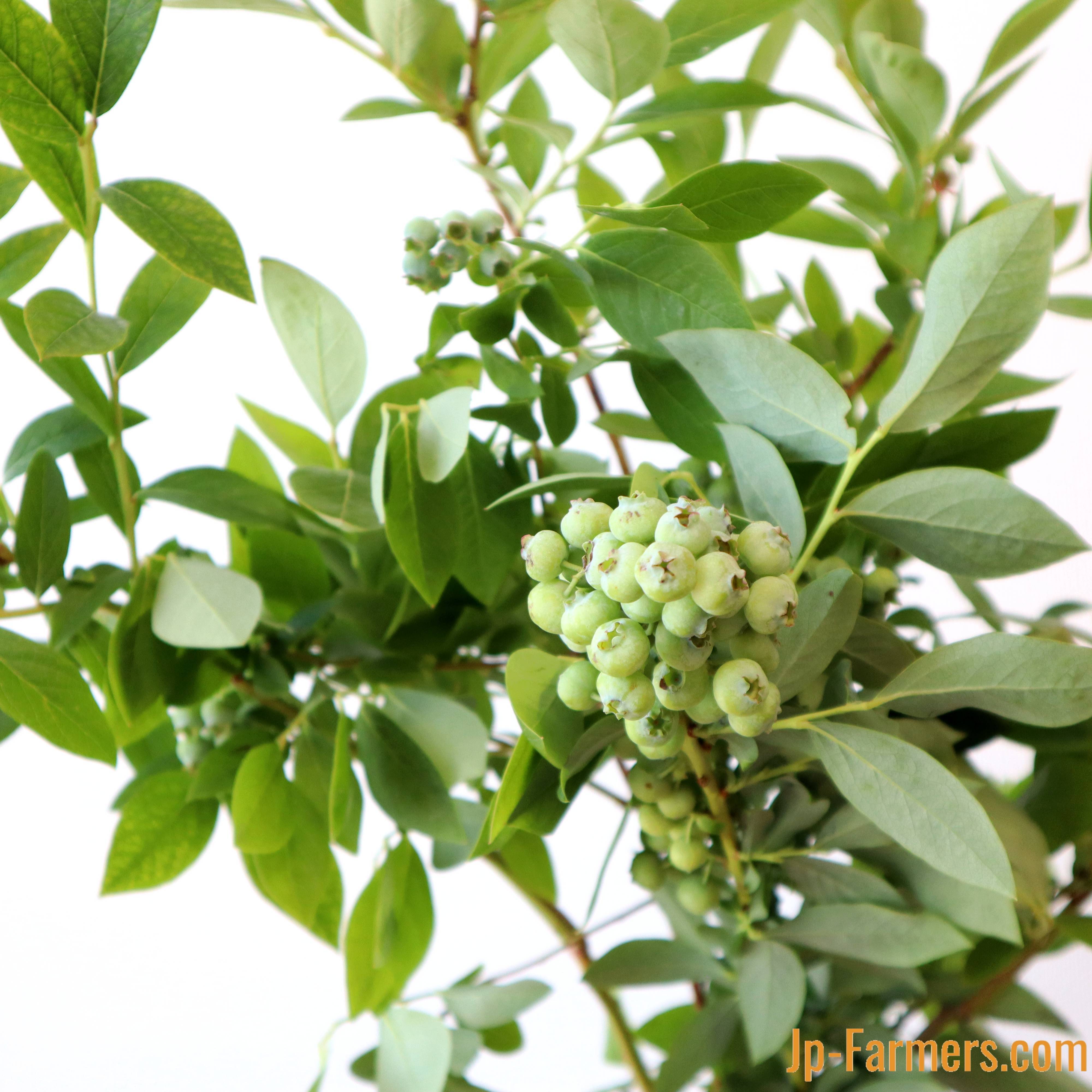 実のついた枝物 | 新鮮お花問屋 Jp-Farmers.com