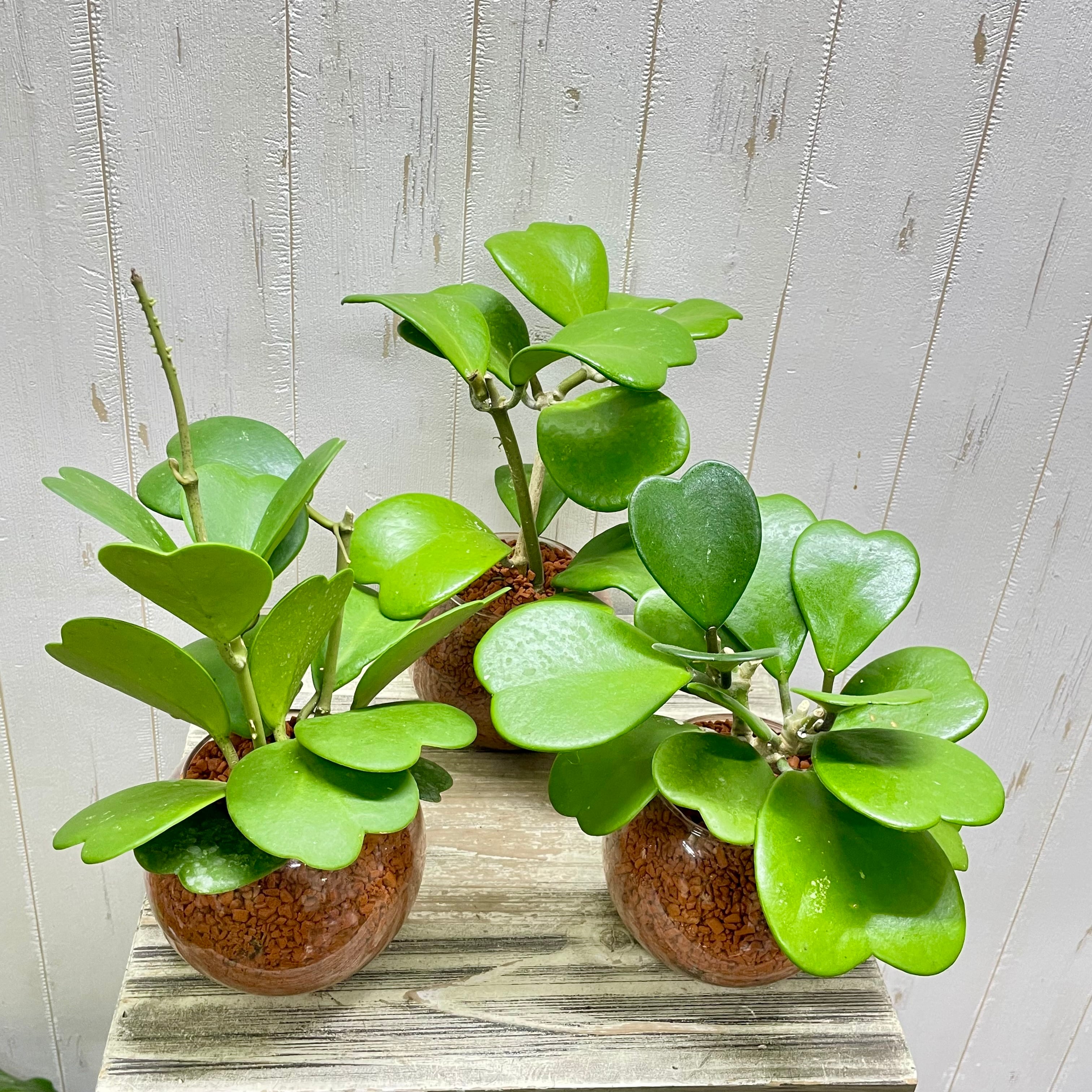 ハート大量 ハートホヤ ラブハート 多肉植物 水栽培 ハイドロ