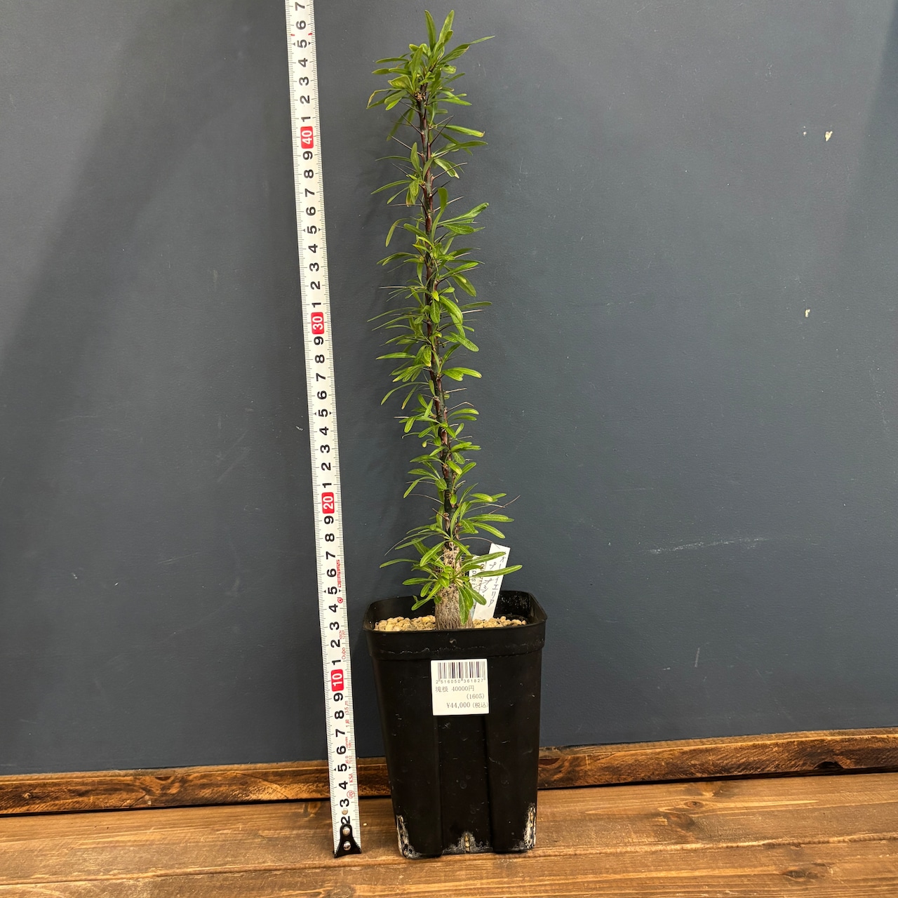 フォークイエリア プルプシー【387】