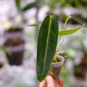 アンスリウム ワロクアーナム / Anthurium Warocqueanum⑭ / 観葉植物<育て方・花言葉>