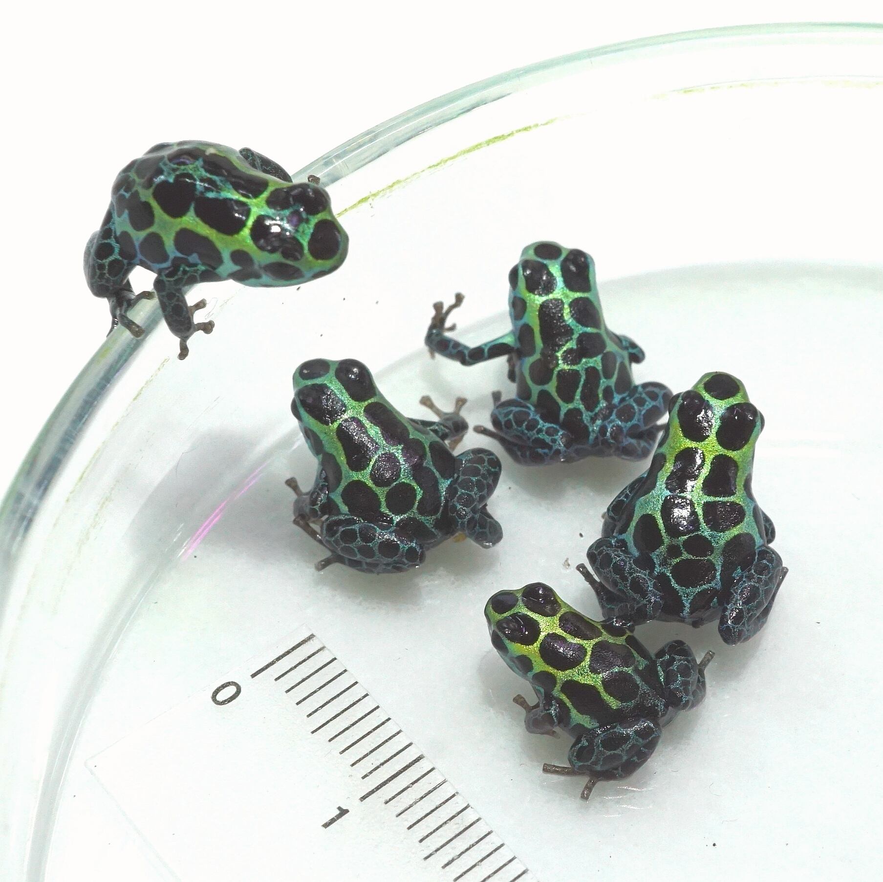 ヤドクガエル バリアビリス サザン オタマジャクシ3匹(エサ＆トビムシ 