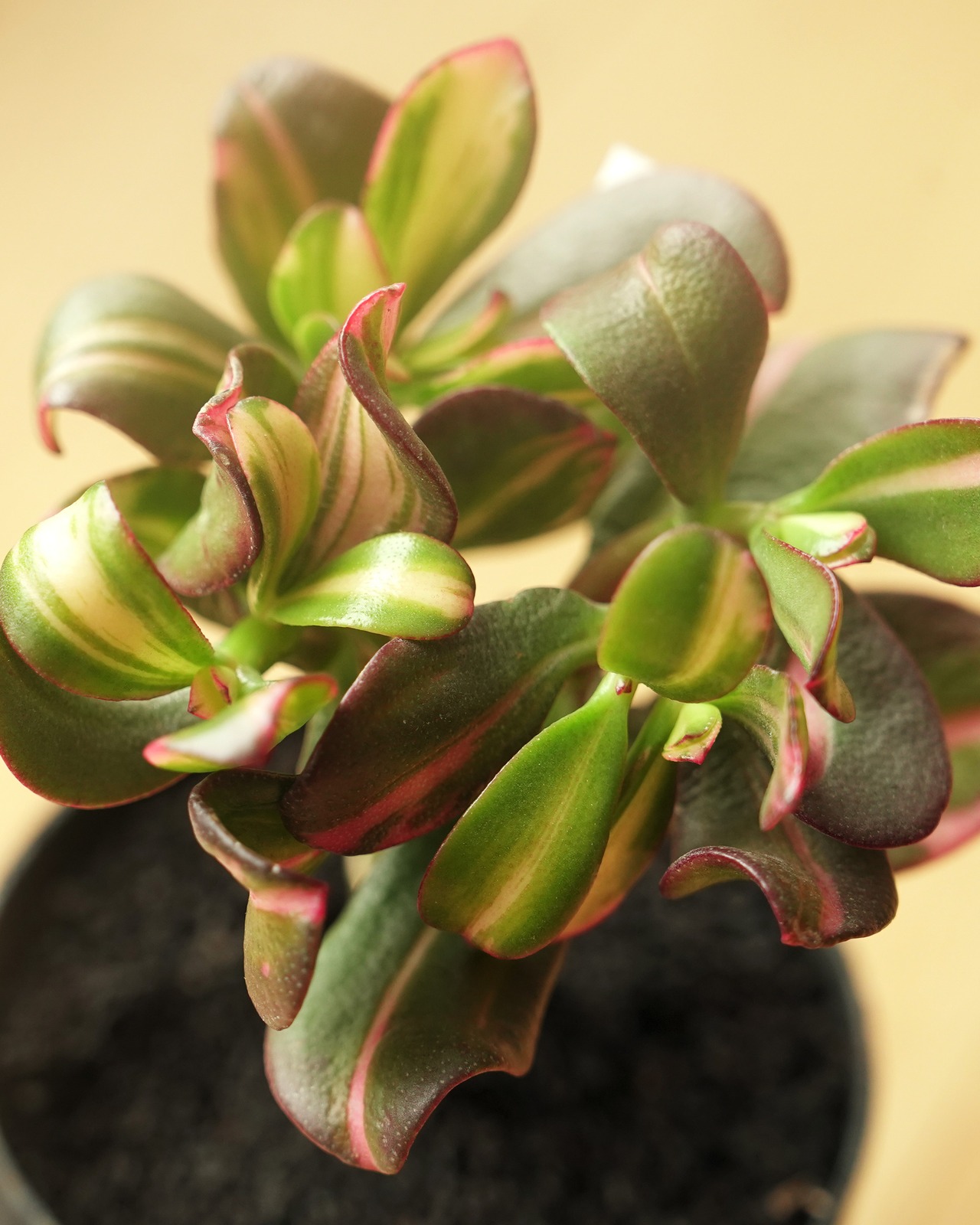 カット苗 七彩蝶 【日本初上陸？！】 Crassula 'Qi Cai Die'