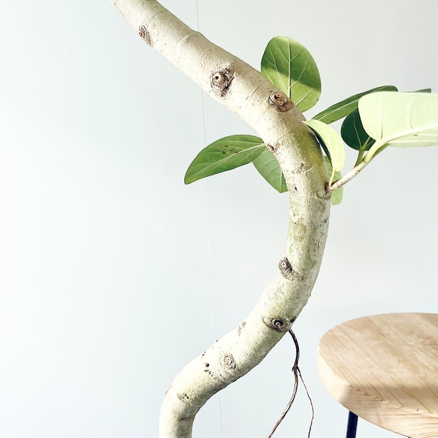 【美しいS字樹形】フィカス ベンガレンシス 8号鉢・高さ約125cm calm cafe