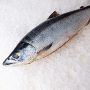 極上北洋産紅鮭（甘塩・小サイズ）半身切身1パック