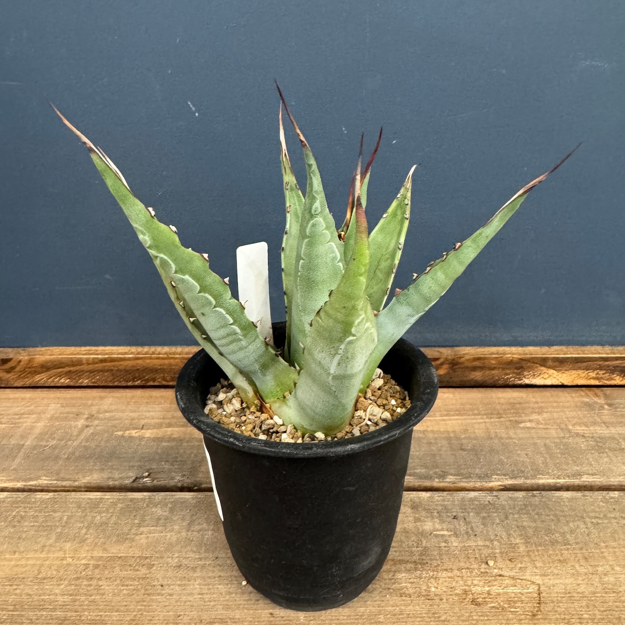 アガベ ジェントリー ラ・エスコンディーダ【603】