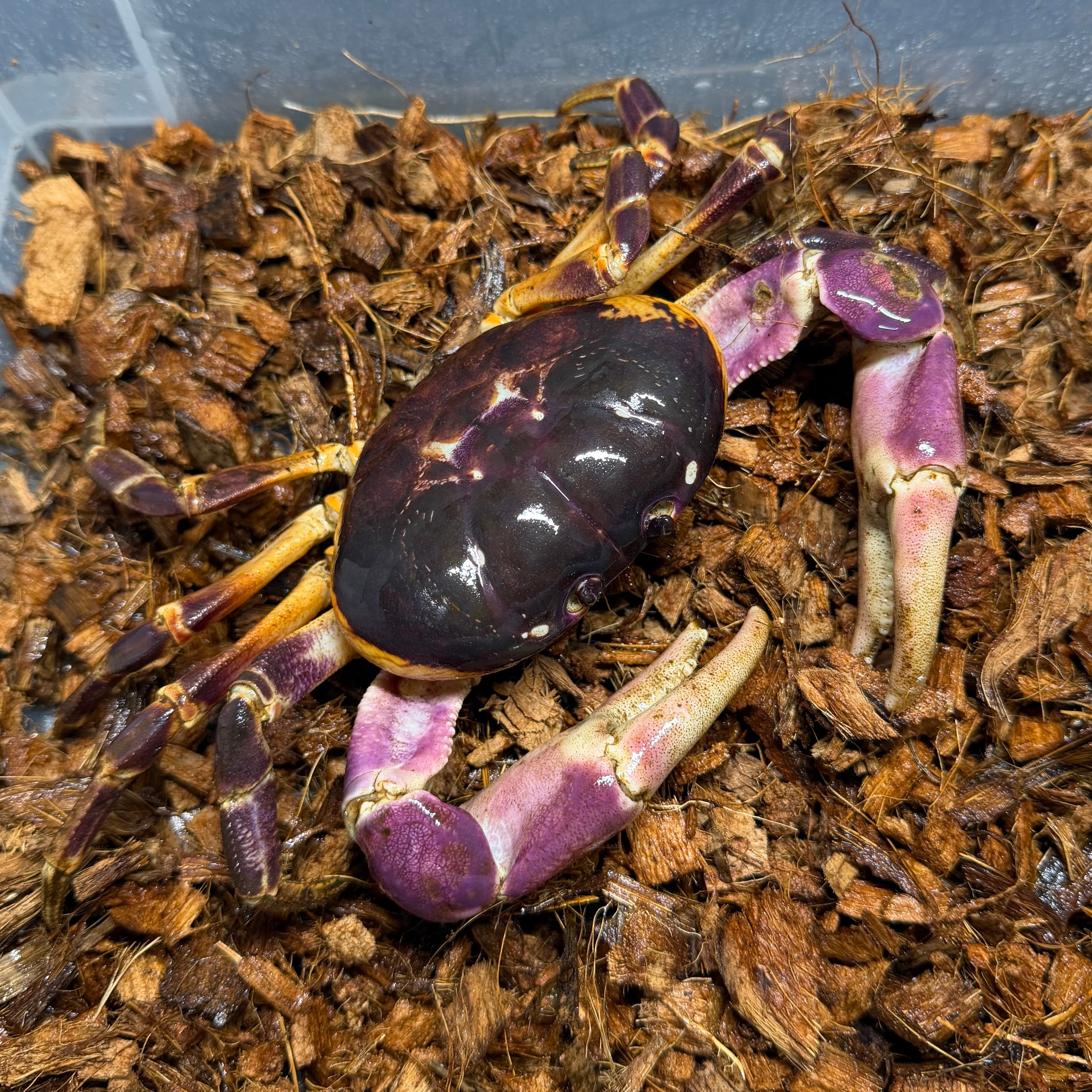 その他奇蟲 | 昆虫ショップ BUG FOREST 【カブト、クワガタ