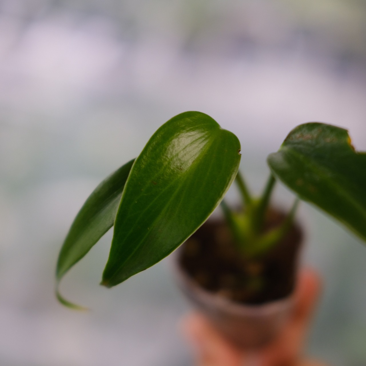 モンステラ バールマルクスフレーム / Monstera 'Burle Marx's Flame④