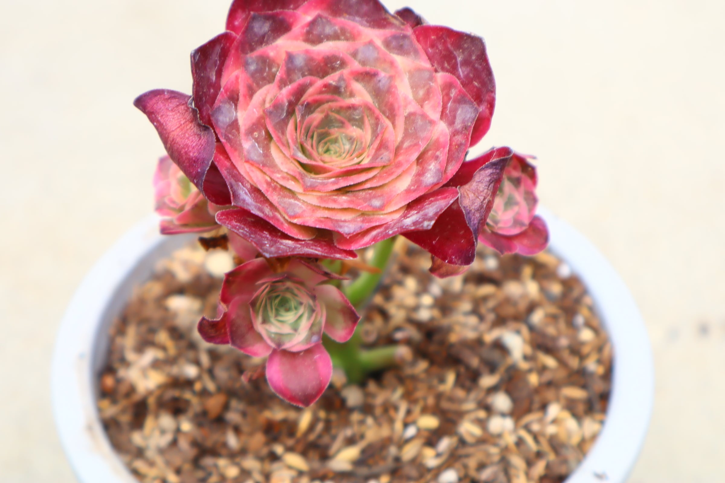 多肉植物アエオニウム錦 ❤️魅金のバラ ❤️ 多肉植物アエオニウム❤️魅金のバラ ❤ 状態図 ❤️多肉植物