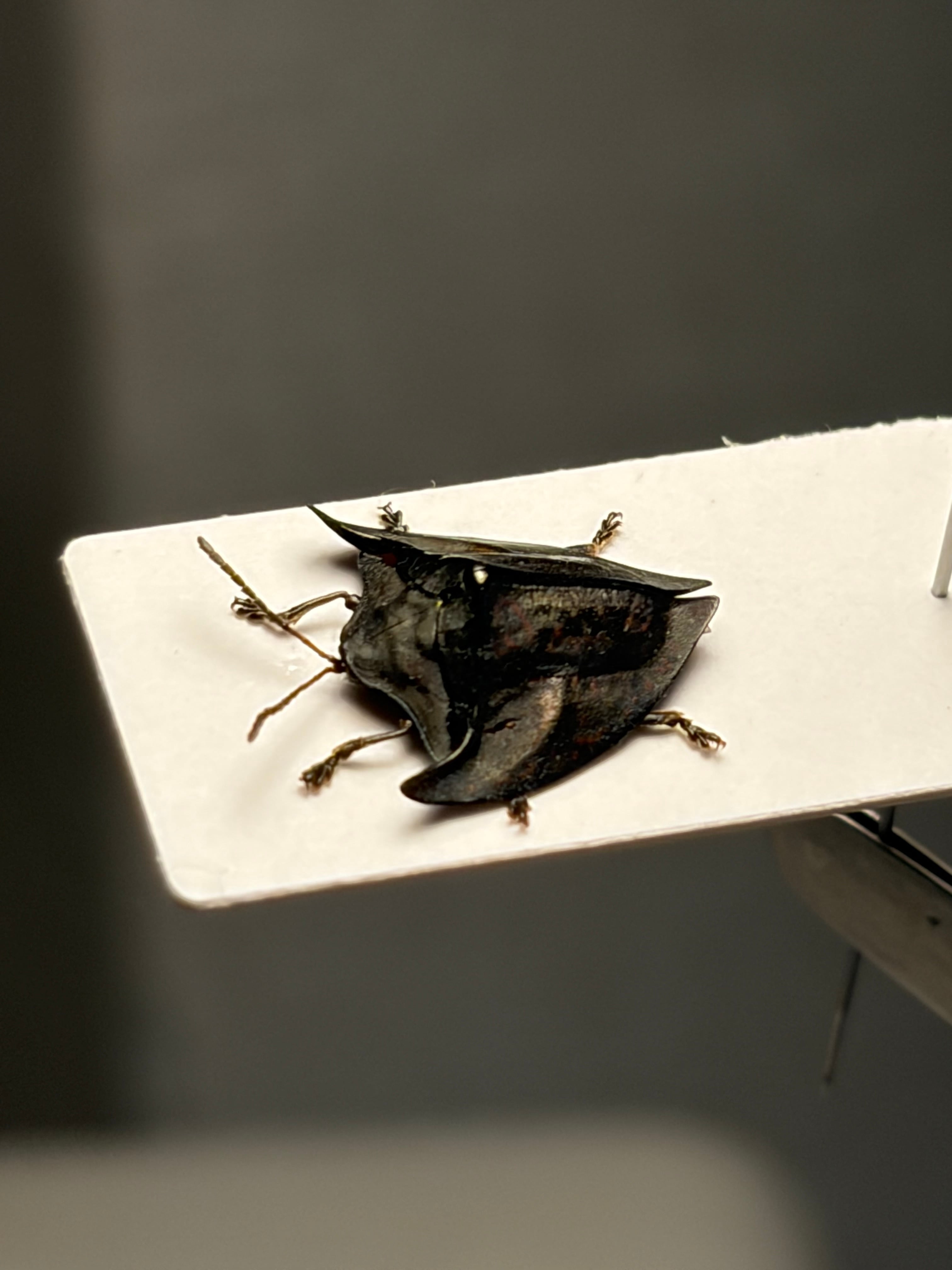 10mm】ヤジリコモリハムシ 標本 Acromis venosa カメノコハムシ