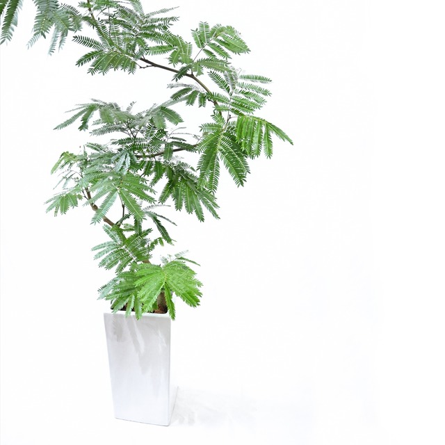 エバーフレッシュ