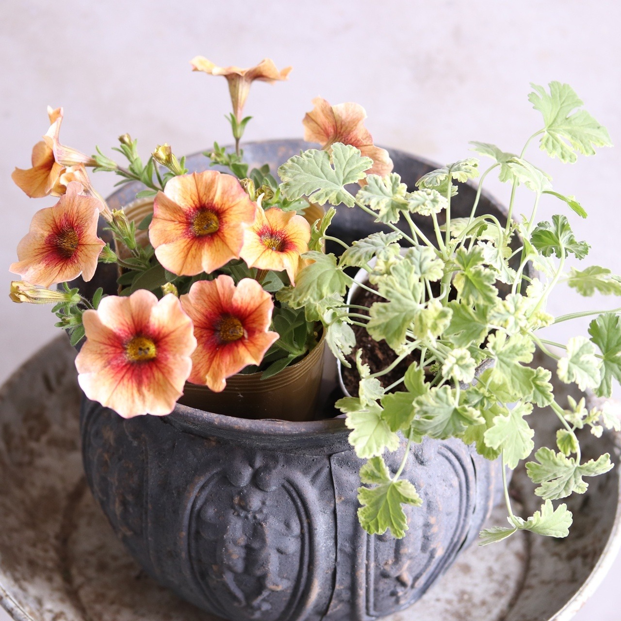 モンディマンシェ　ハーブ寄せ植えナツメグゼラニューム　寄せ植えにオススメ　宿根草