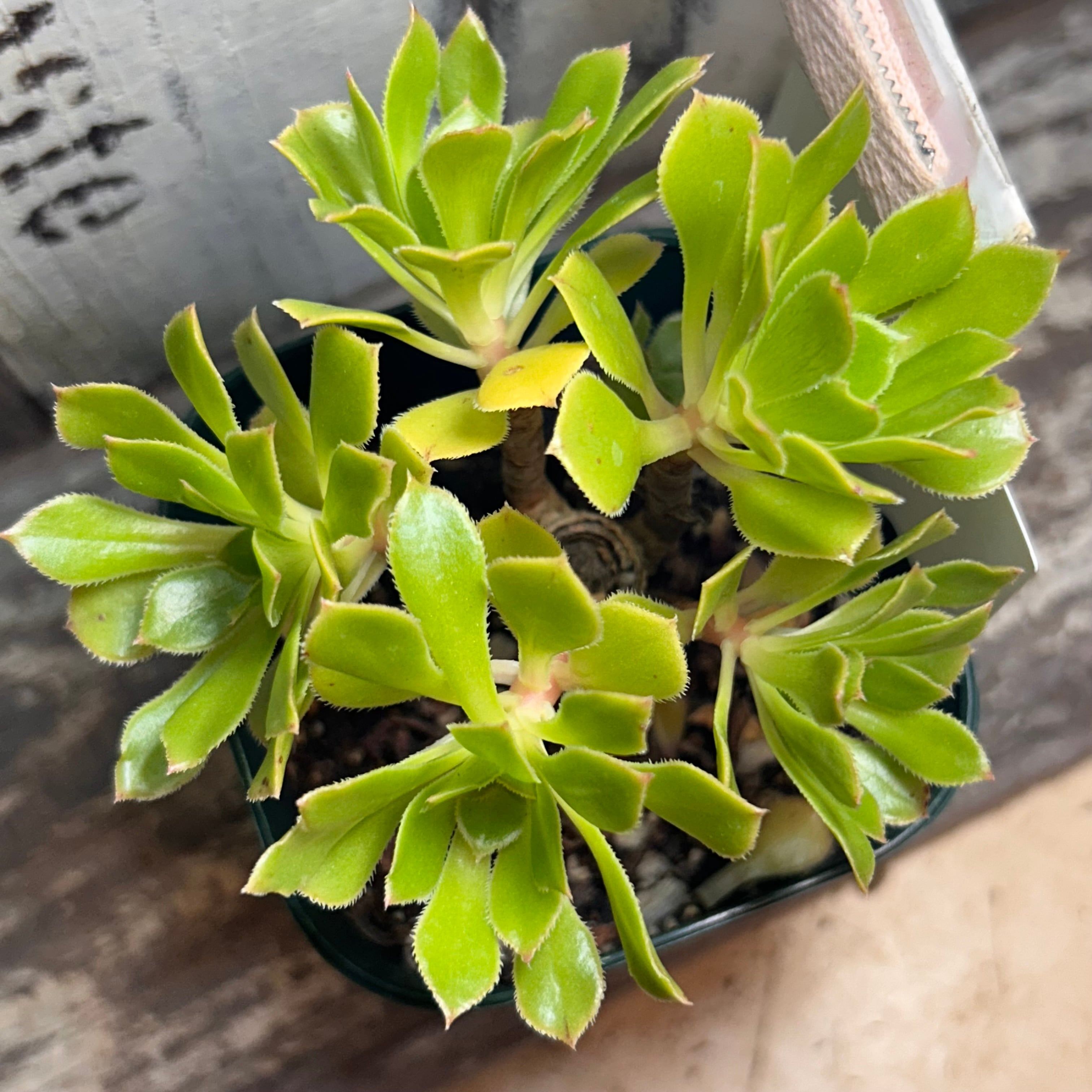 アエオニウム | RuPo 多肉植物専門店