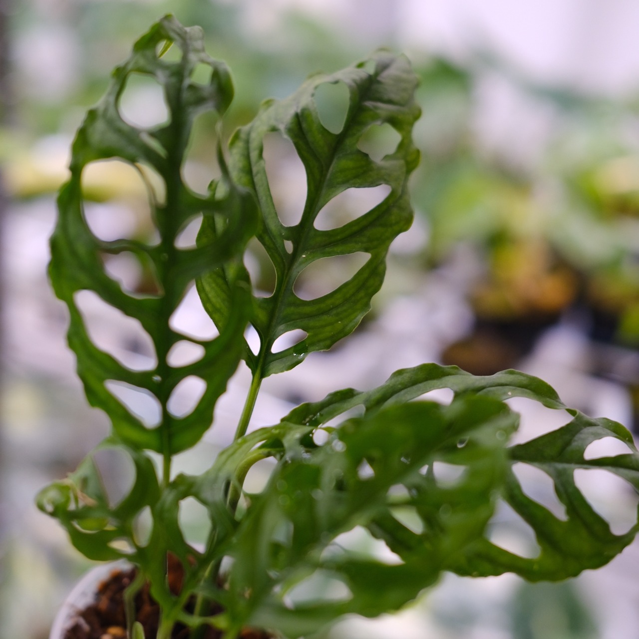 【実生】モンステラ オブリクア ペルー / Monstera Obliqua Peru④ / 観葉植物