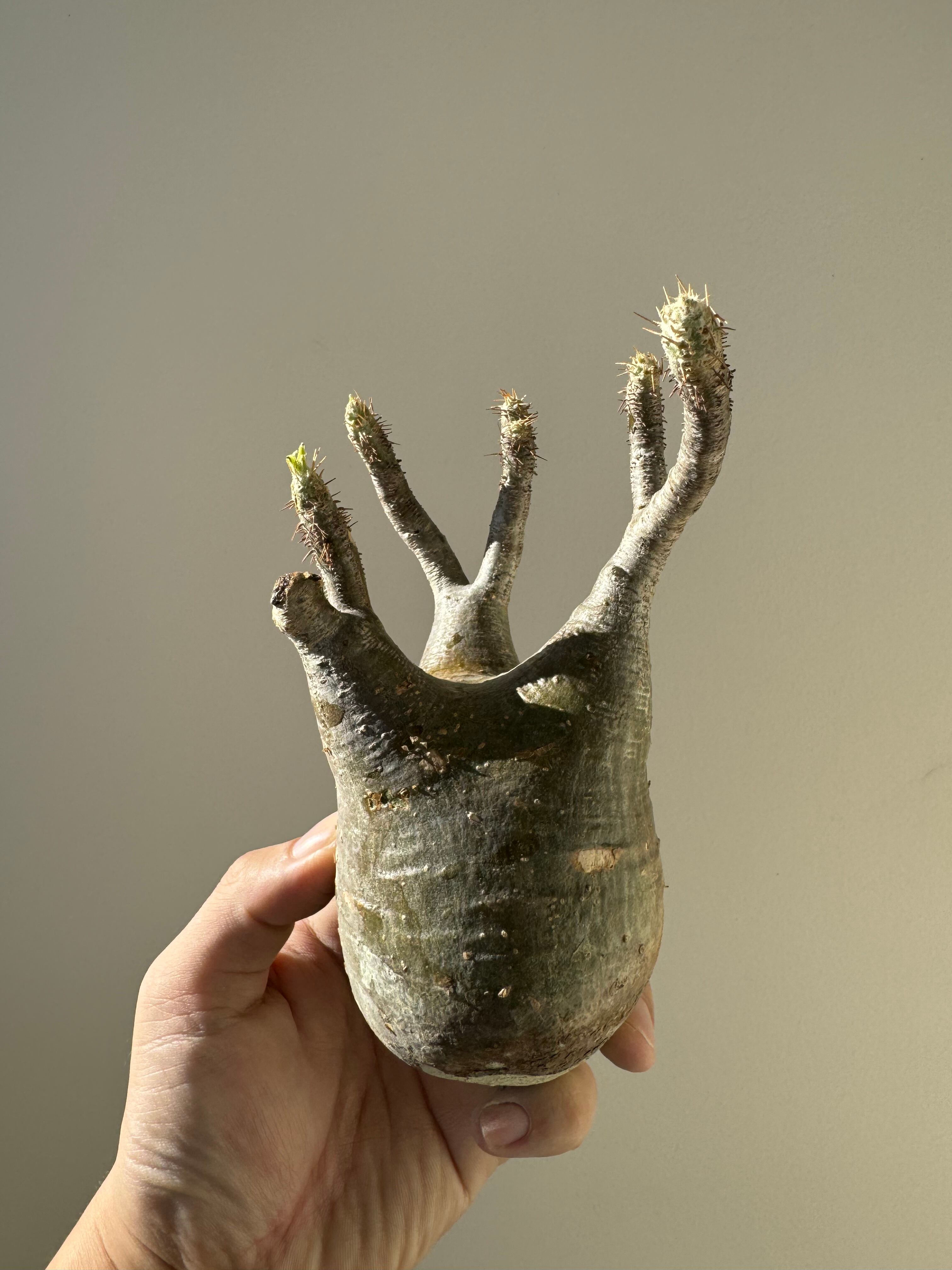 【新着】Pachypodium rosulatum var. gracilius d1 【新鮮・ベアルート株】パキポディウムグラキリス