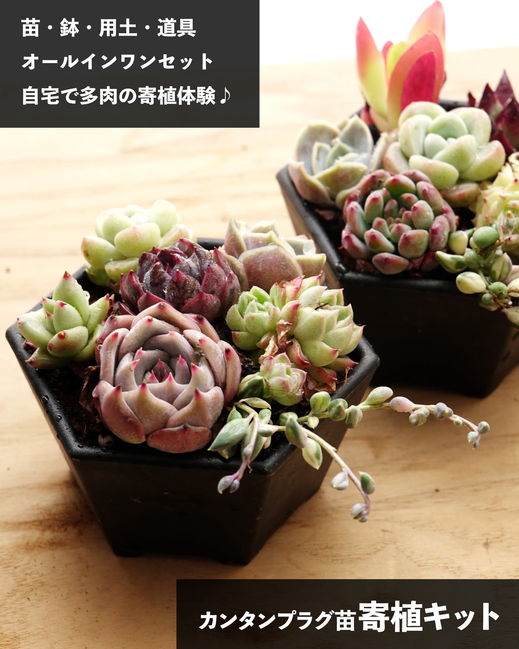 日本初？うちにしかない？！ | PUKUBOOK SUCCULENTS