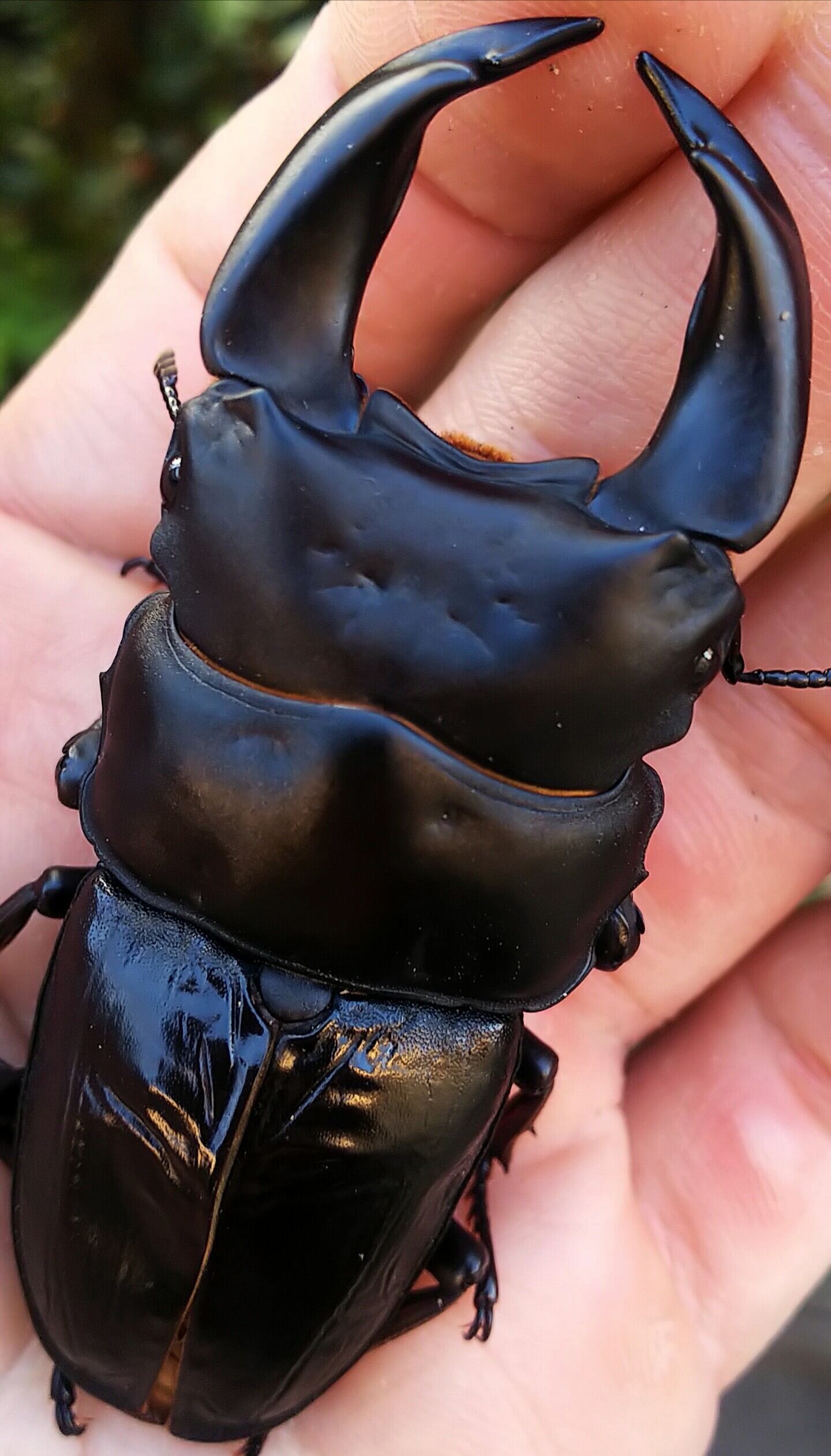 阿古谷オオクワガタ逆ハペア 極短極太