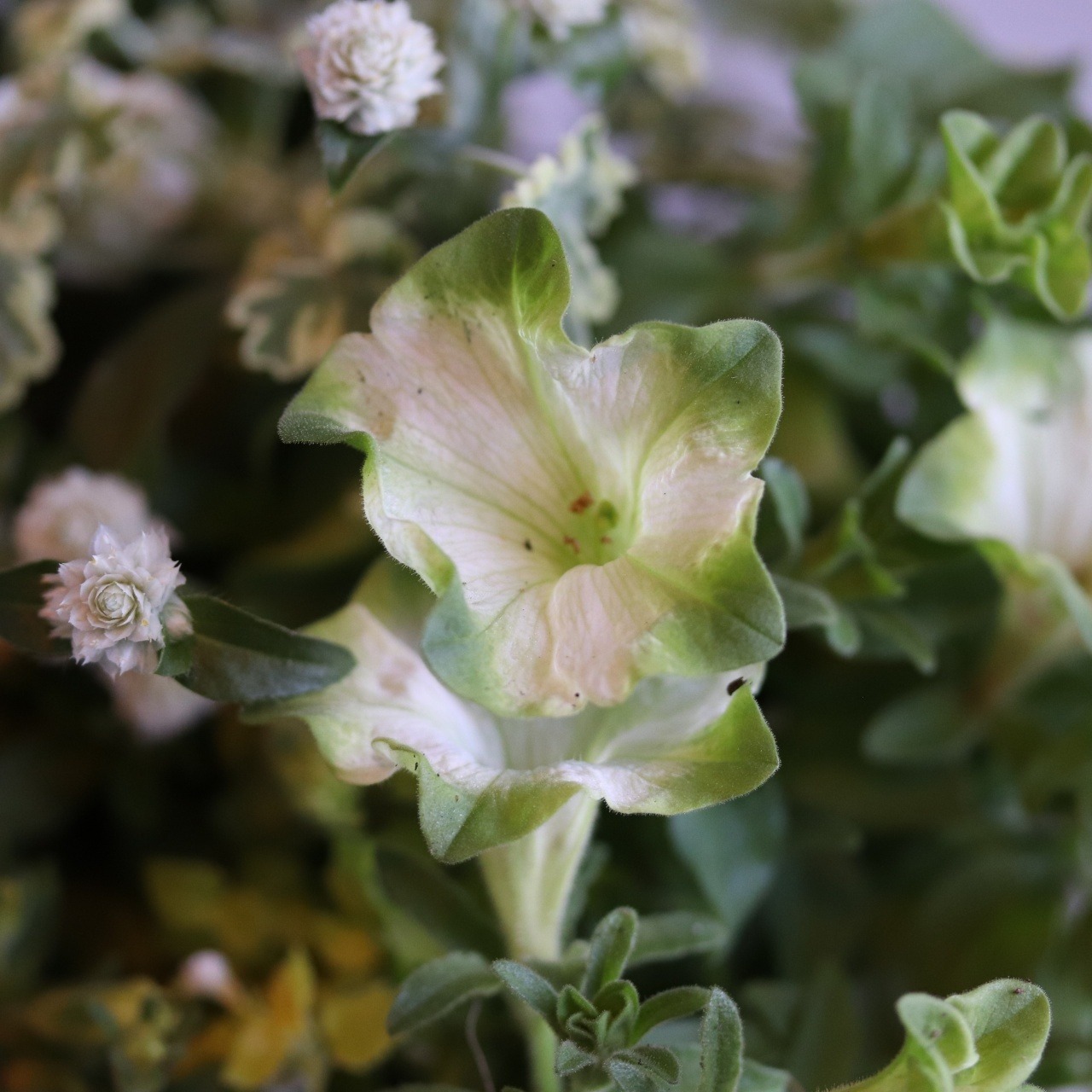 寄せ植え　ペチュニアロイヤルミルクティの寄せ植え｜届いてすぐ飾れる完成品｜玄関にオススメ｜新築・開店祝いギフト｜モンディマンシェ