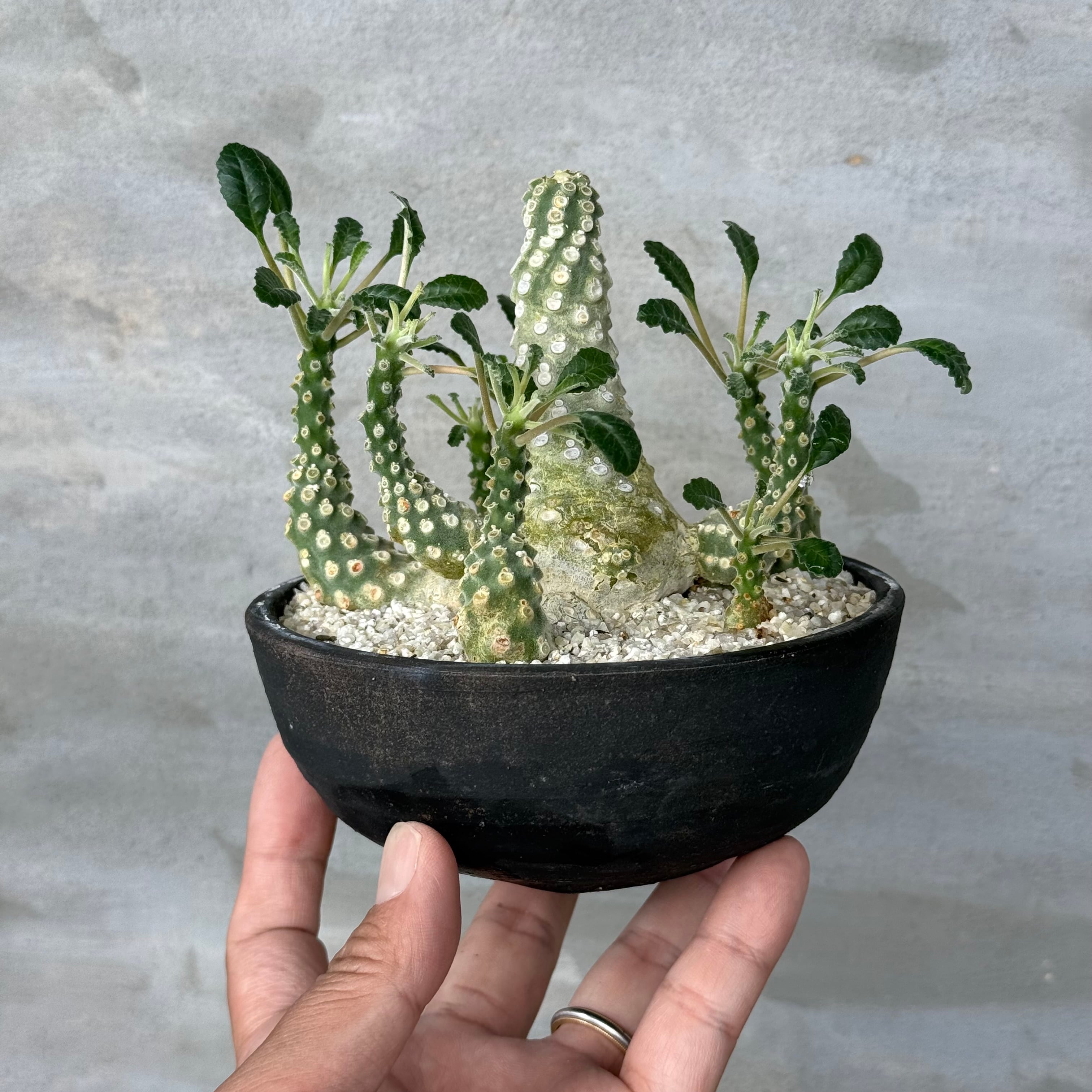 植物 | A-PLANTS