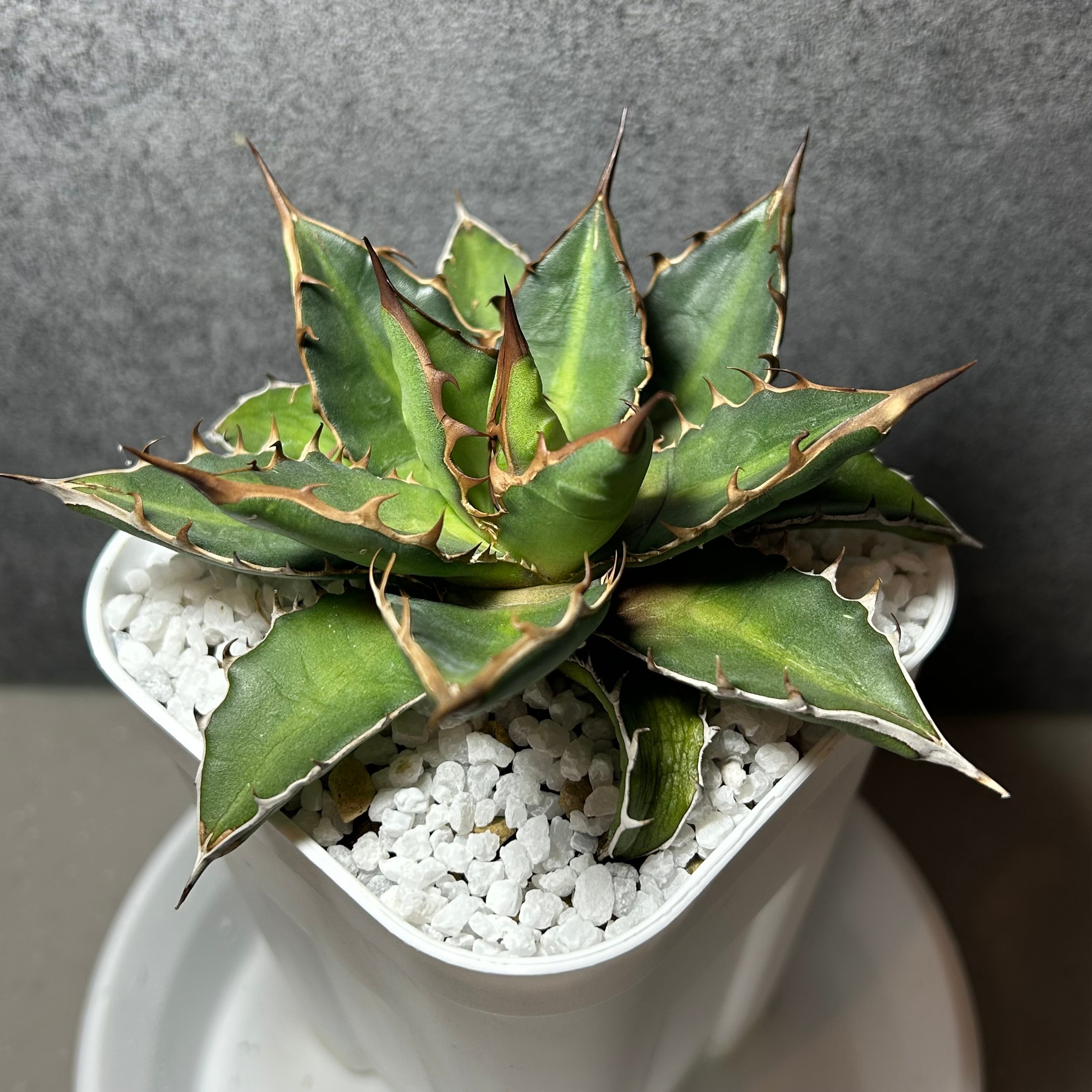 73.アガベ 萬代厳竜(ロファンサ×チタノタHyb)/Agave lophantha