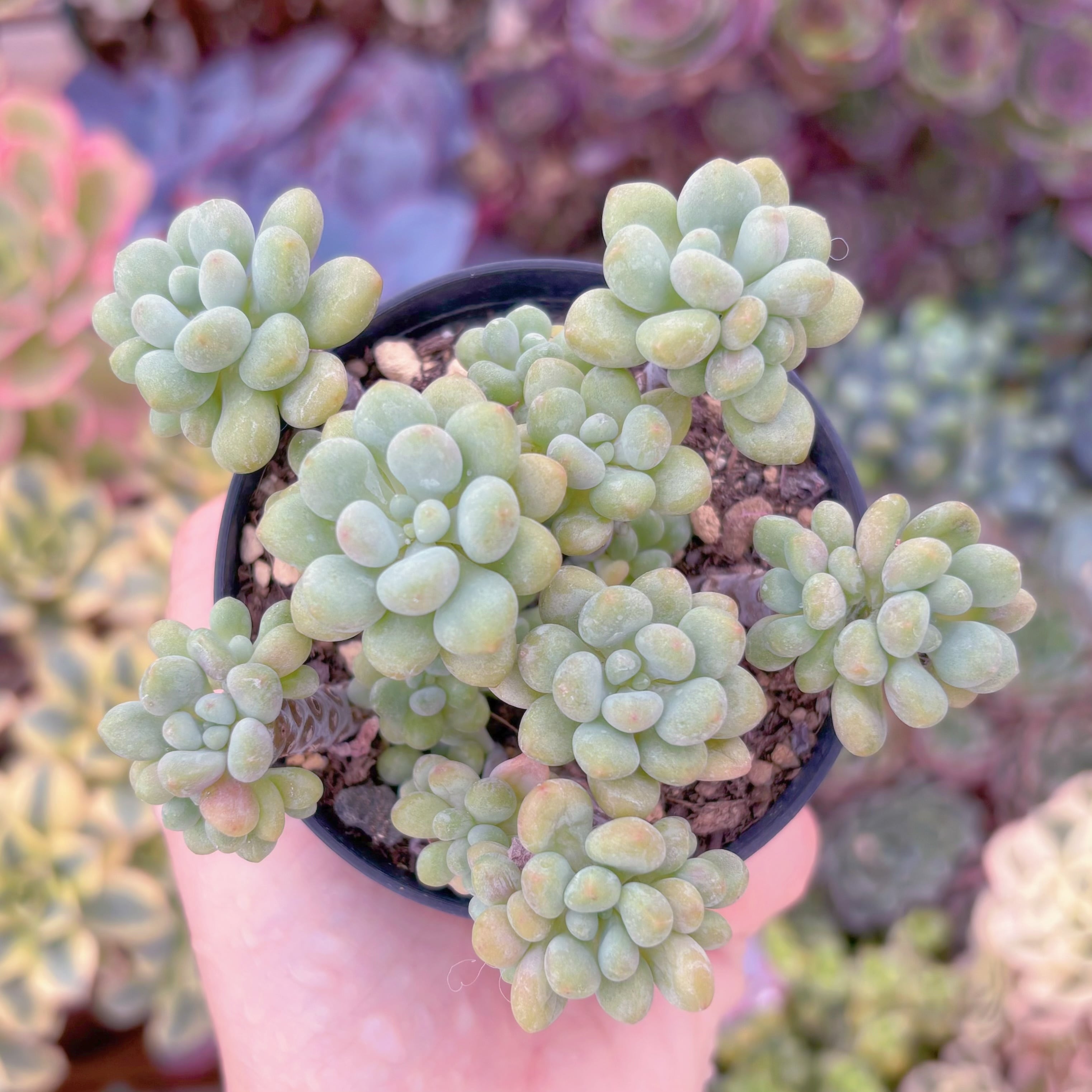 現品　ロココ#794　るる農園