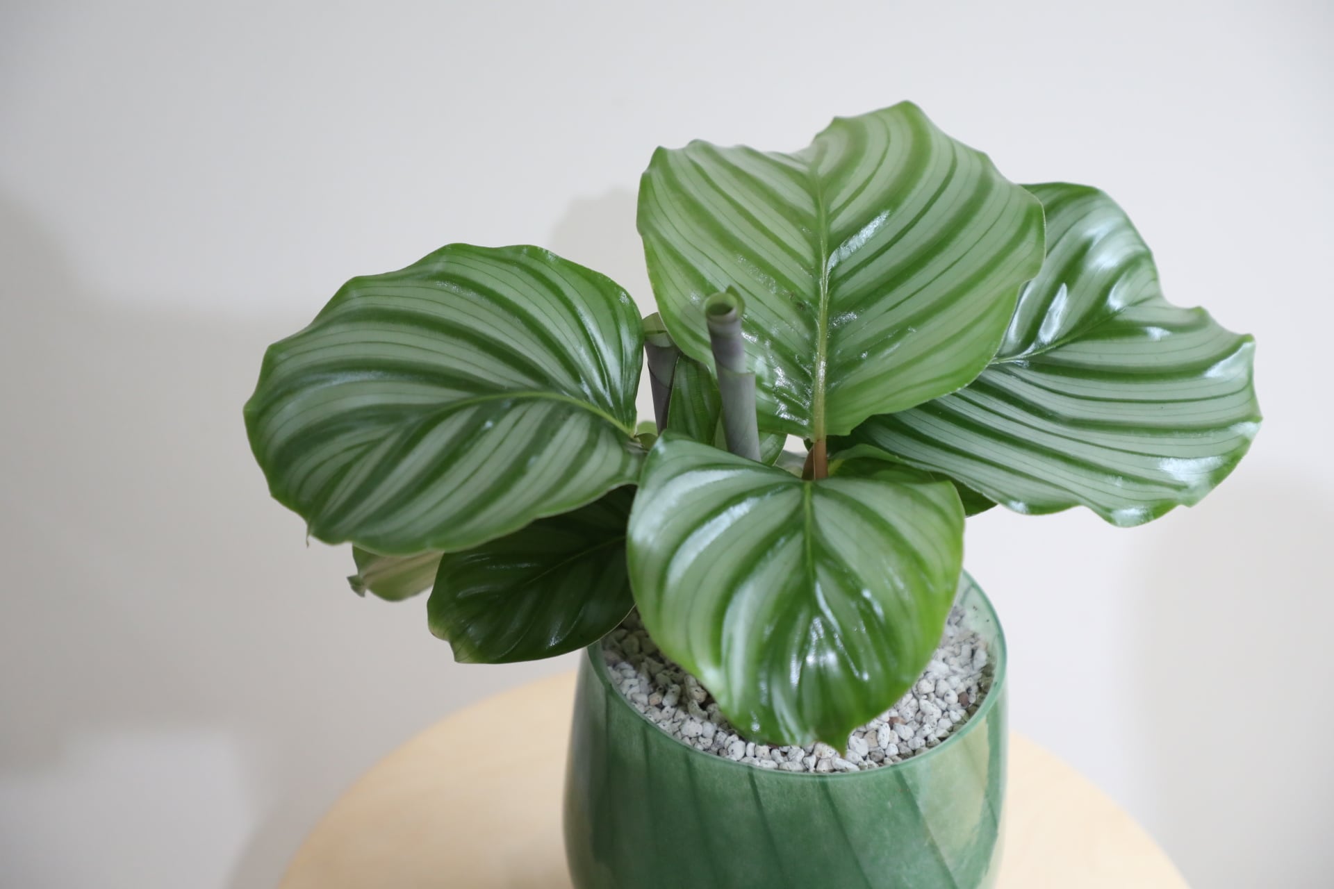 M】カラテア オルビフォリア/Calathea | 【厳選植物・器】MIDORI