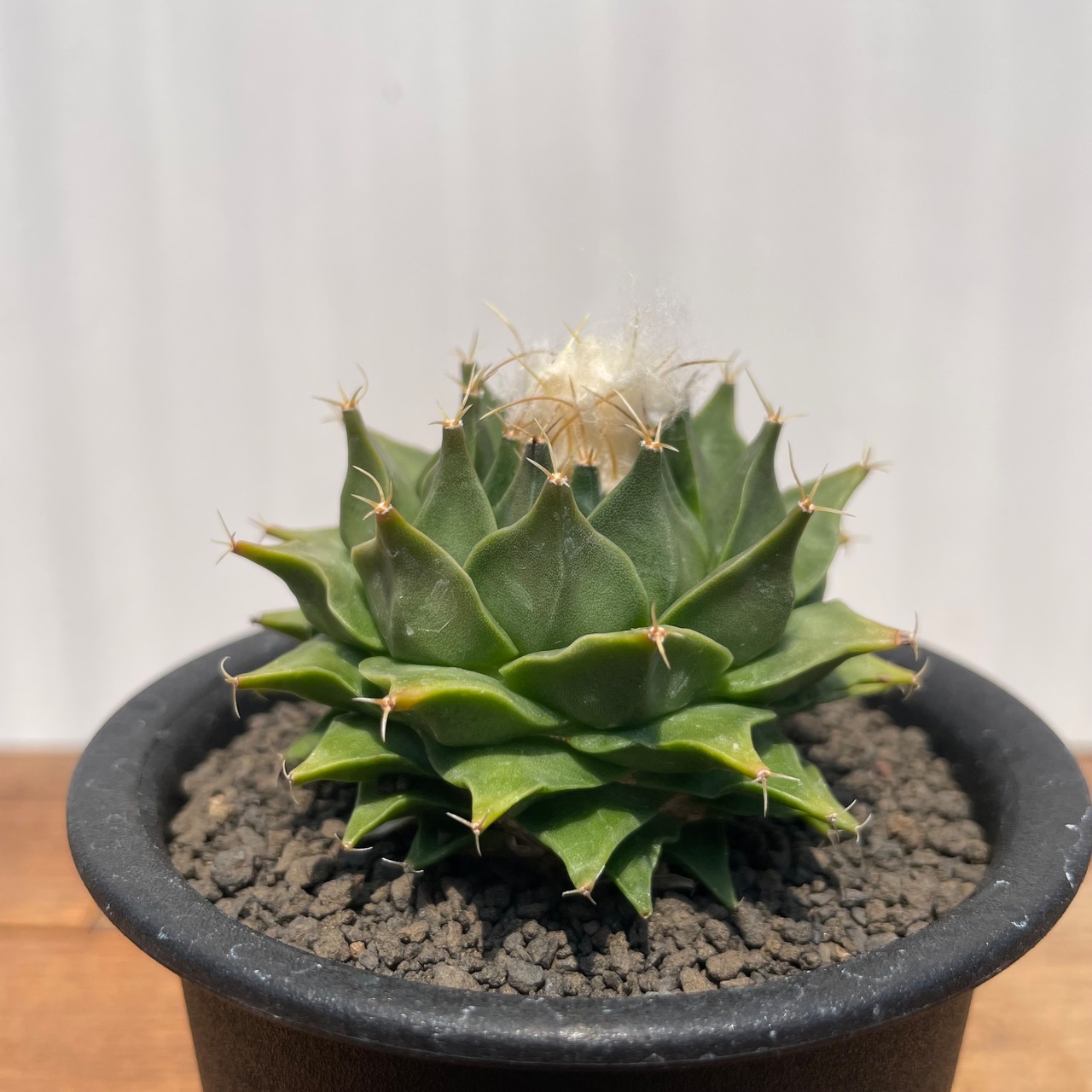 Obregonia denegrii【オブレゴニア・帝冠・実生】