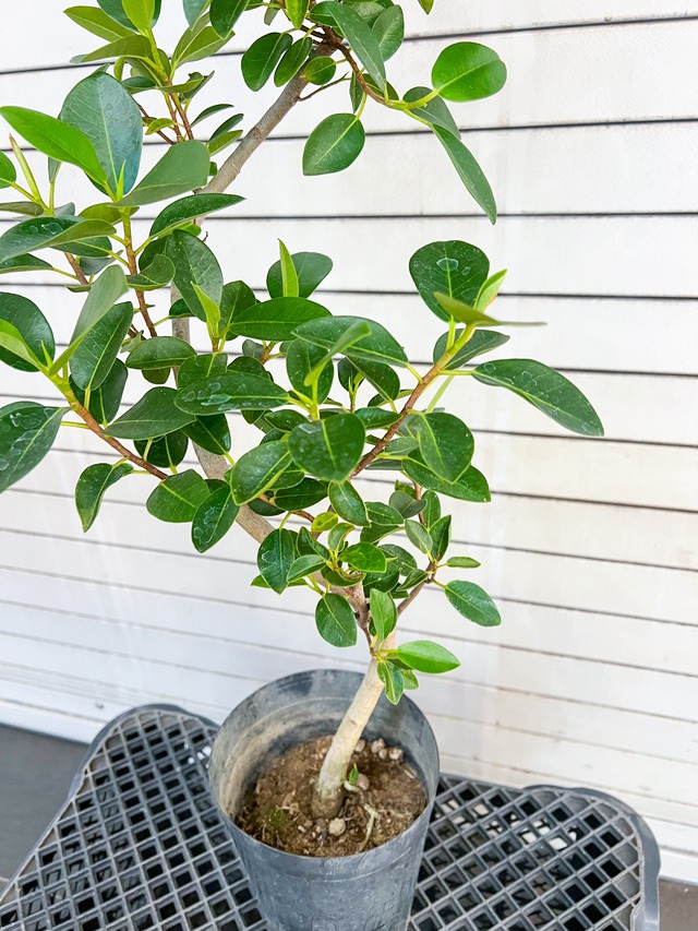 フランスゴムの木 数ある螺旋曲げの中でもかなりの上等品です。高さ80cm