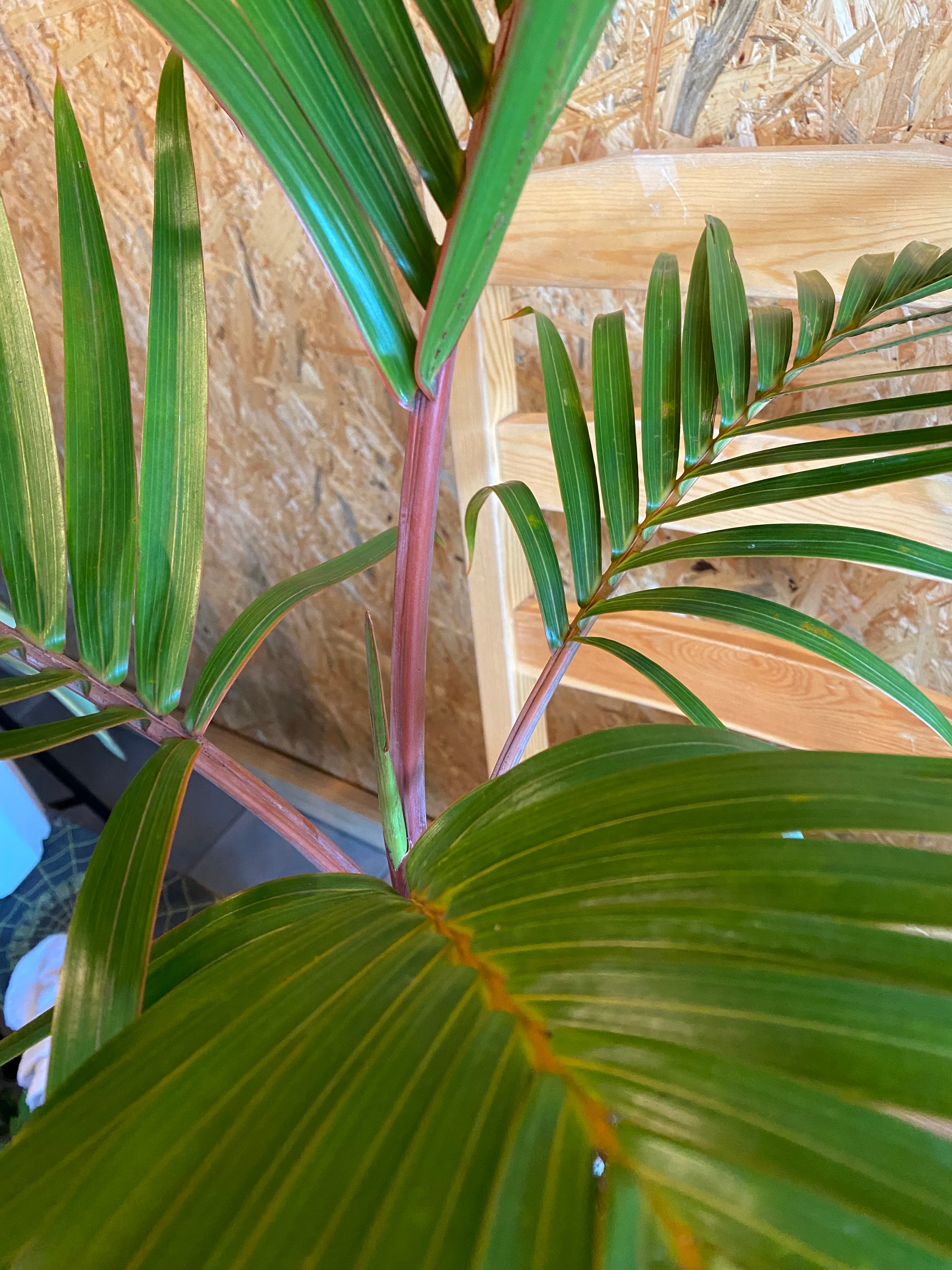 トックリヤシ H70cm W50cm 口径16cm | Garden Varejo トックリヤシ H70cm W50cm 口径16cm | Garden Varejo