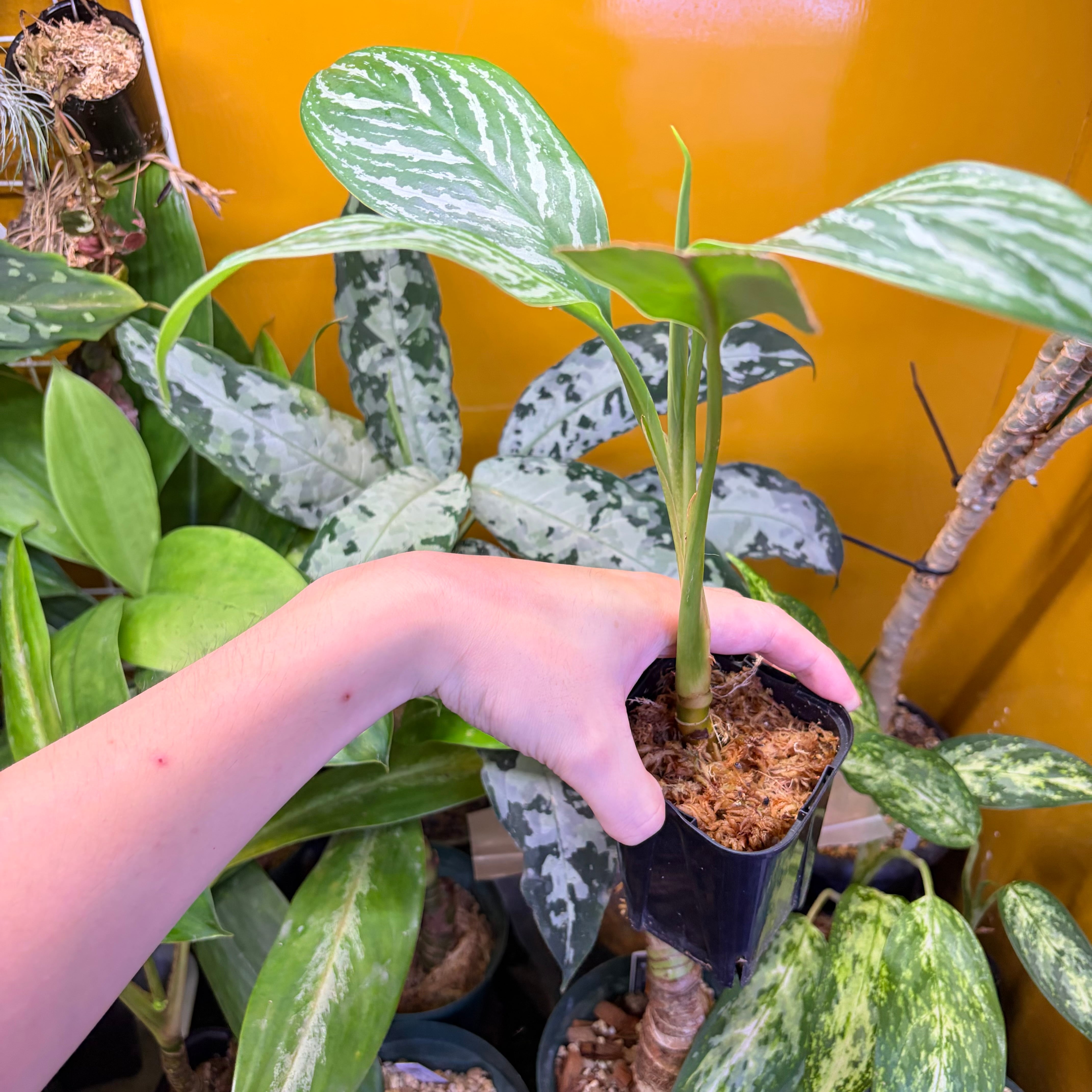 Aglaonema nitidum 