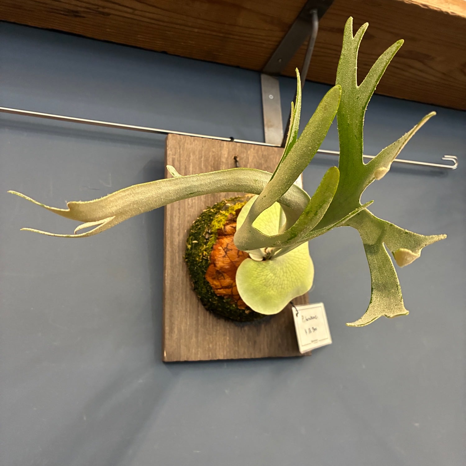 着生植物 | PROTOLEAF プロトリーフ