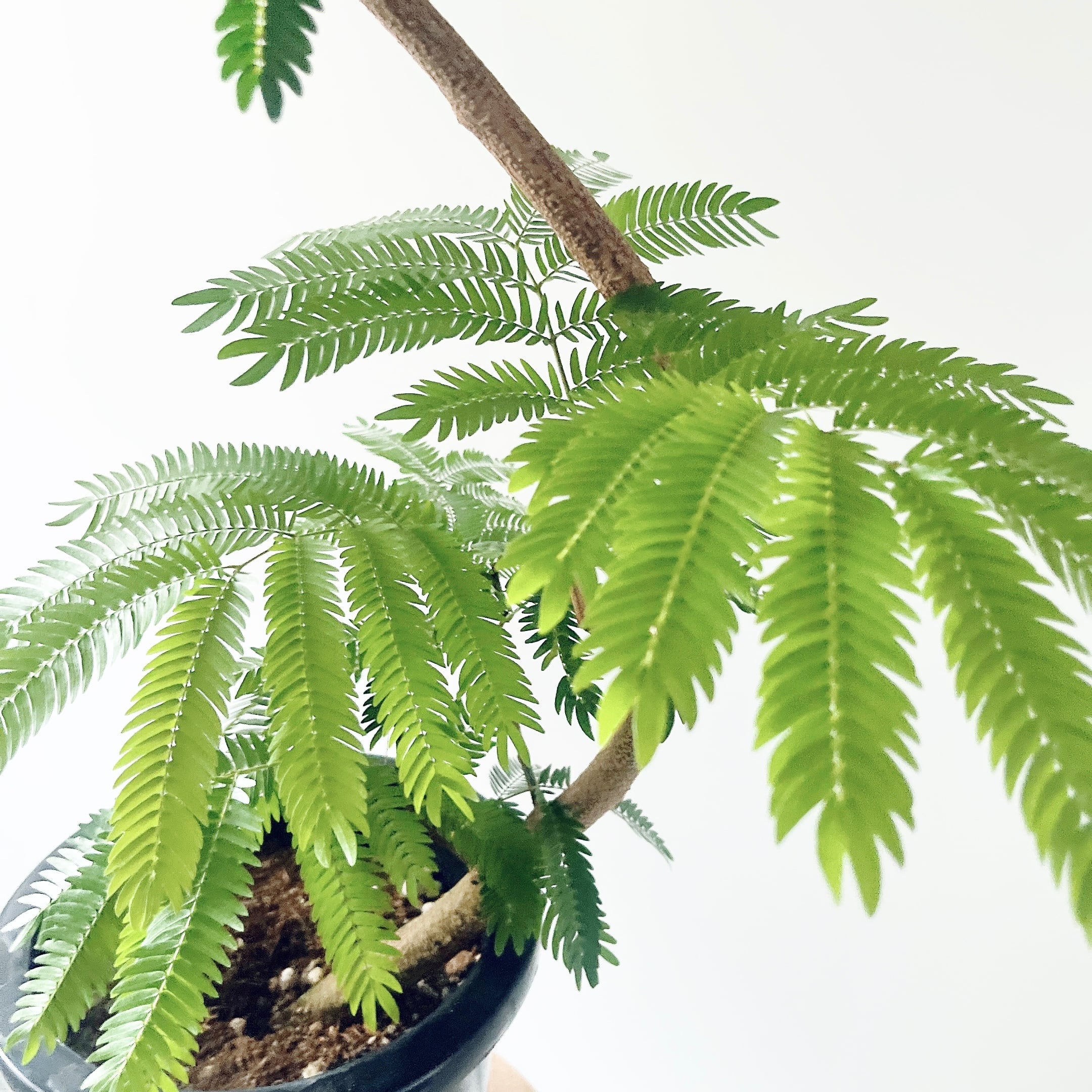 エバーフレッシュ ネムノキ 曲がり 観葉植物 大型 室内 calm