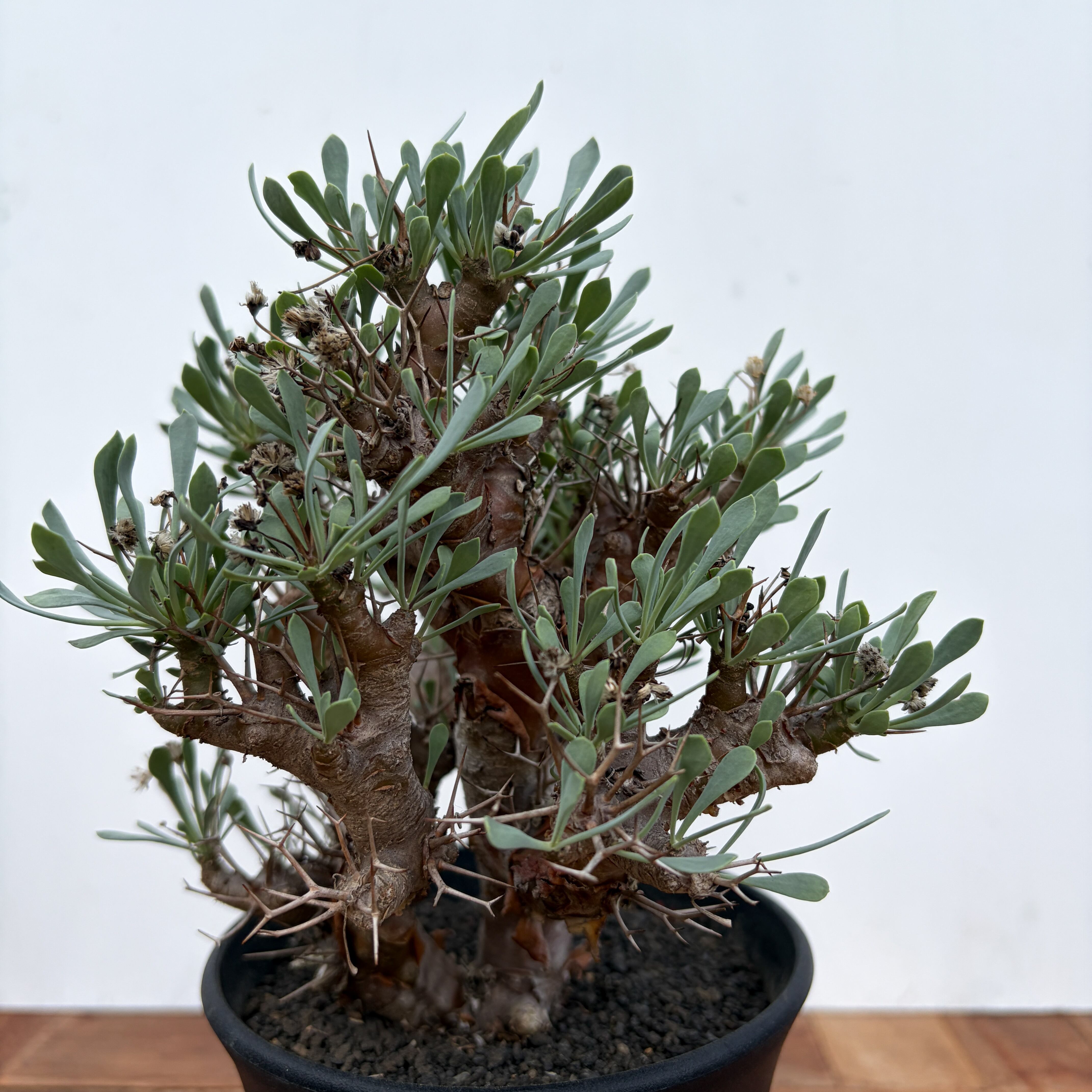 Othonna euphorbioides【オトンナ・ユーフォルビオイデス・実生