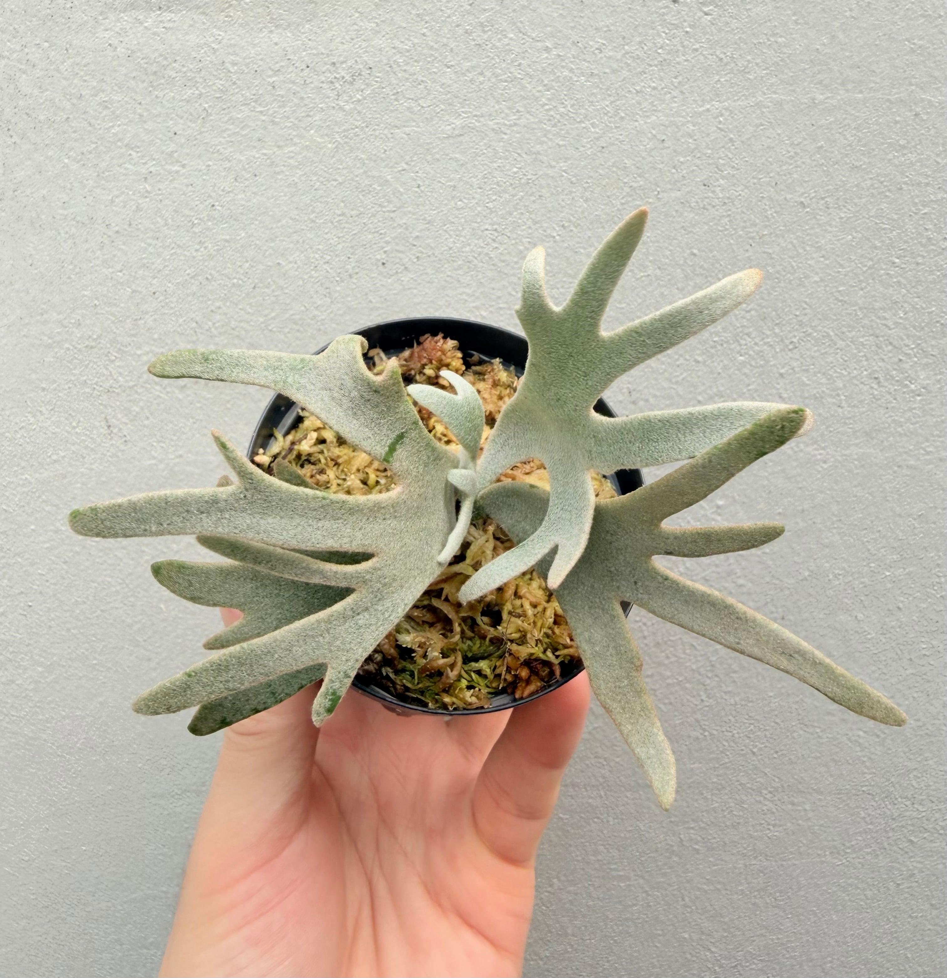 a) P. veitchii wild (vp#0 