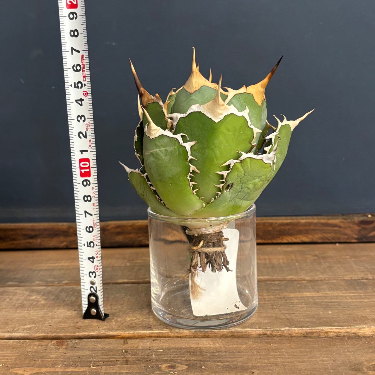 アガベ チタノタ ドラゴンクロー【526】