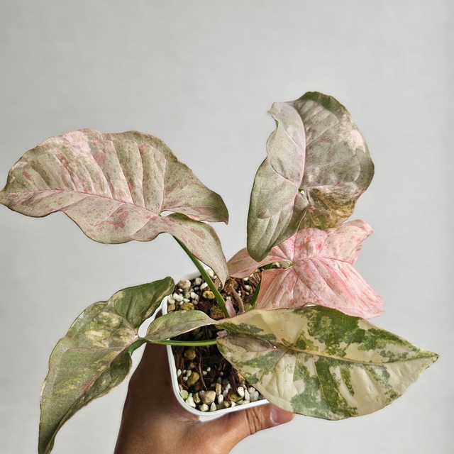 レア①《シンゴニウム・ピンクスポット・ダブルバリエガータ 》Syngonium Pink Spot Double Variegated