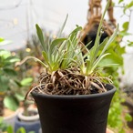 Othonna retrorsa【オトンナ・レトロルサ・実生】