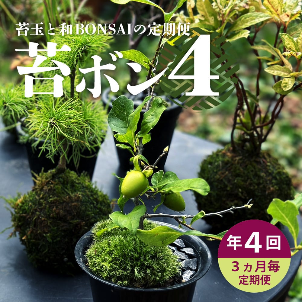 年4回 苔玉と和BONSAIの定期便 「苔ボン4」 | 花と植物のフラワー