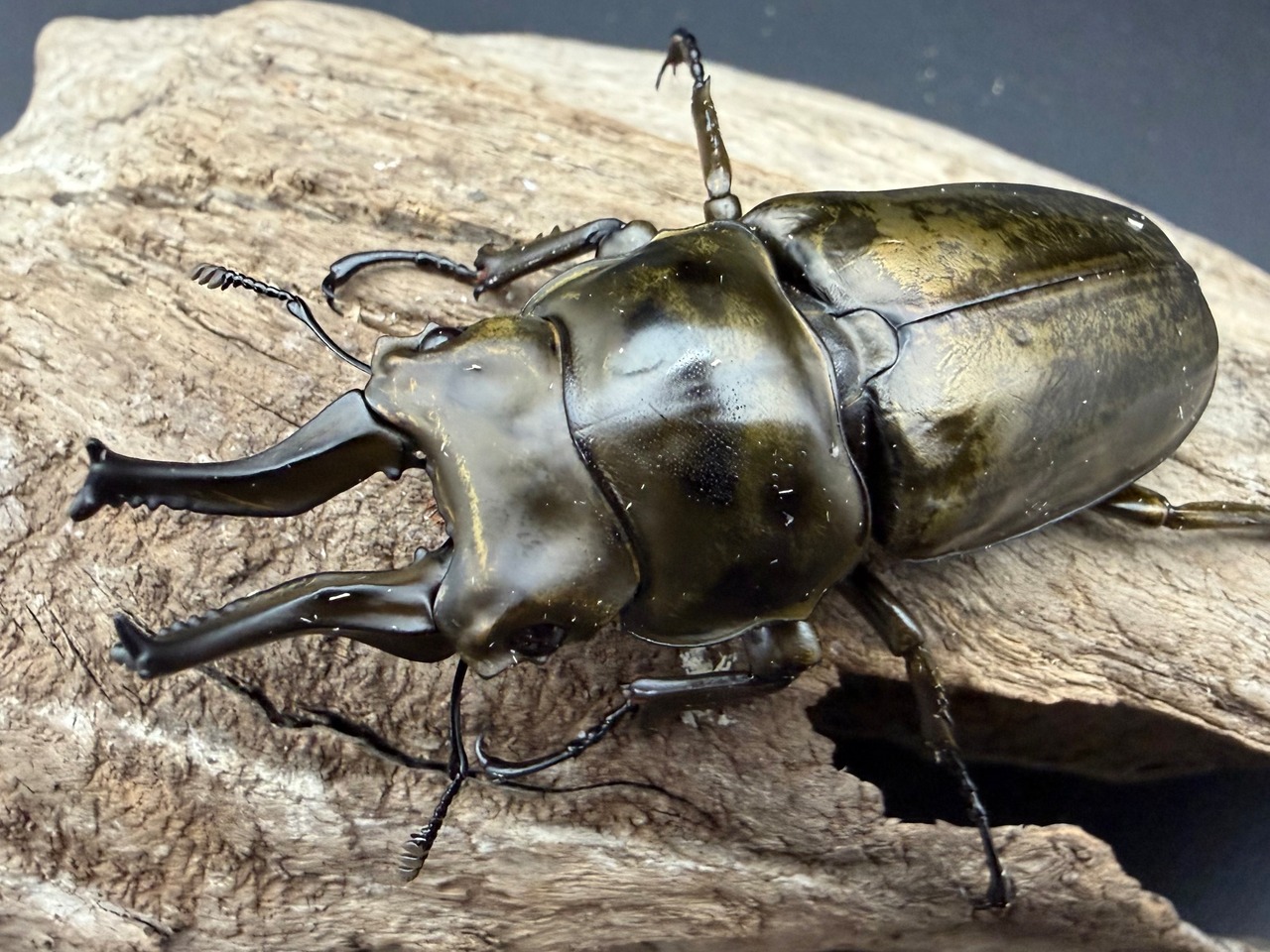 【F0】《ローゼンベルグオウゴンオニクワガタ 71mm ペア》