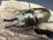 【F0】《ローゼンベルグオウゴンオニクワガタ 71mm ペア》