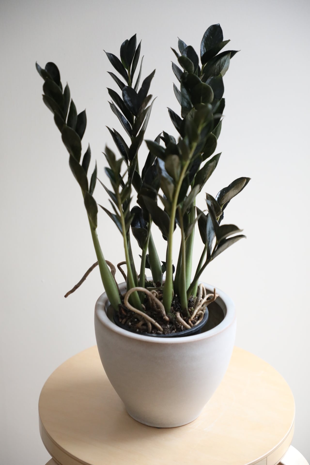 M】ザミオクルカス ダークミクロ/Zamioculcas | 【厳選植物・器