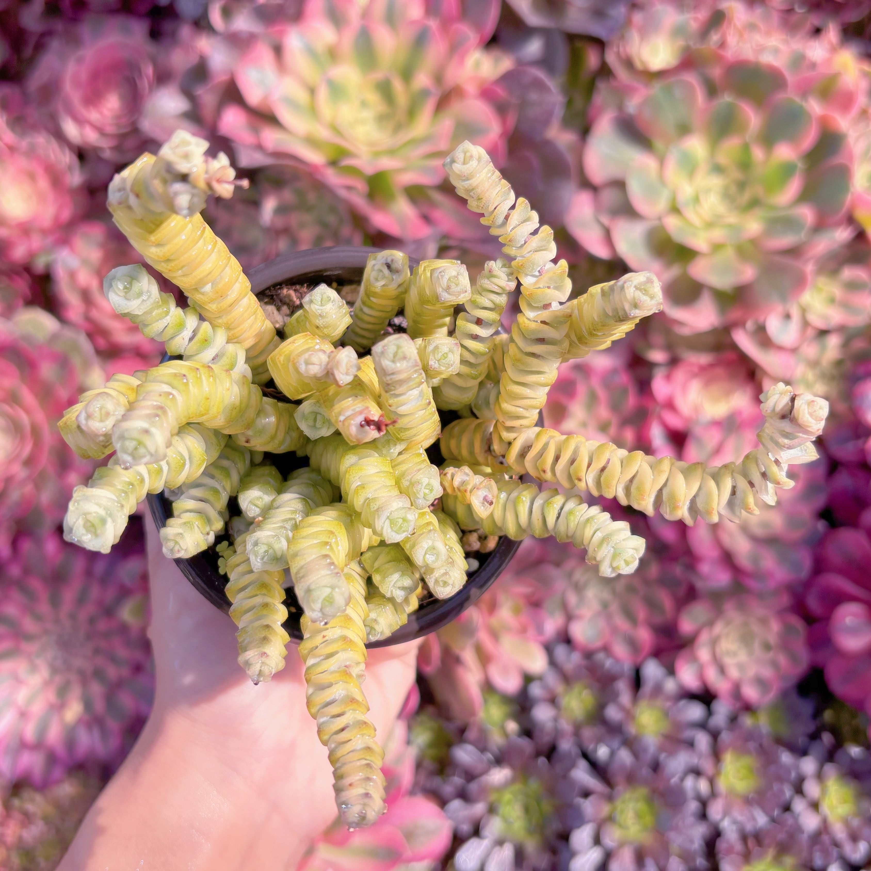 現品　ファンタジー錦#A063　新入荷　るる農園