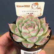 farmPALKさん苗 エケベリア ヒアリナアウラルルコ × 桃太郎【814】