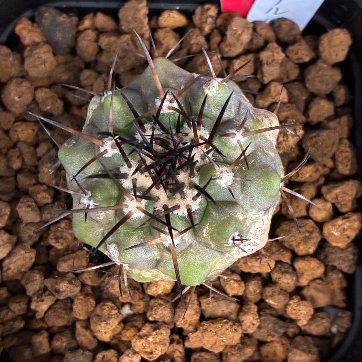 Copiapoa】サボテン コピアポア コルムナアルバ 孤竜丸 実生【329
