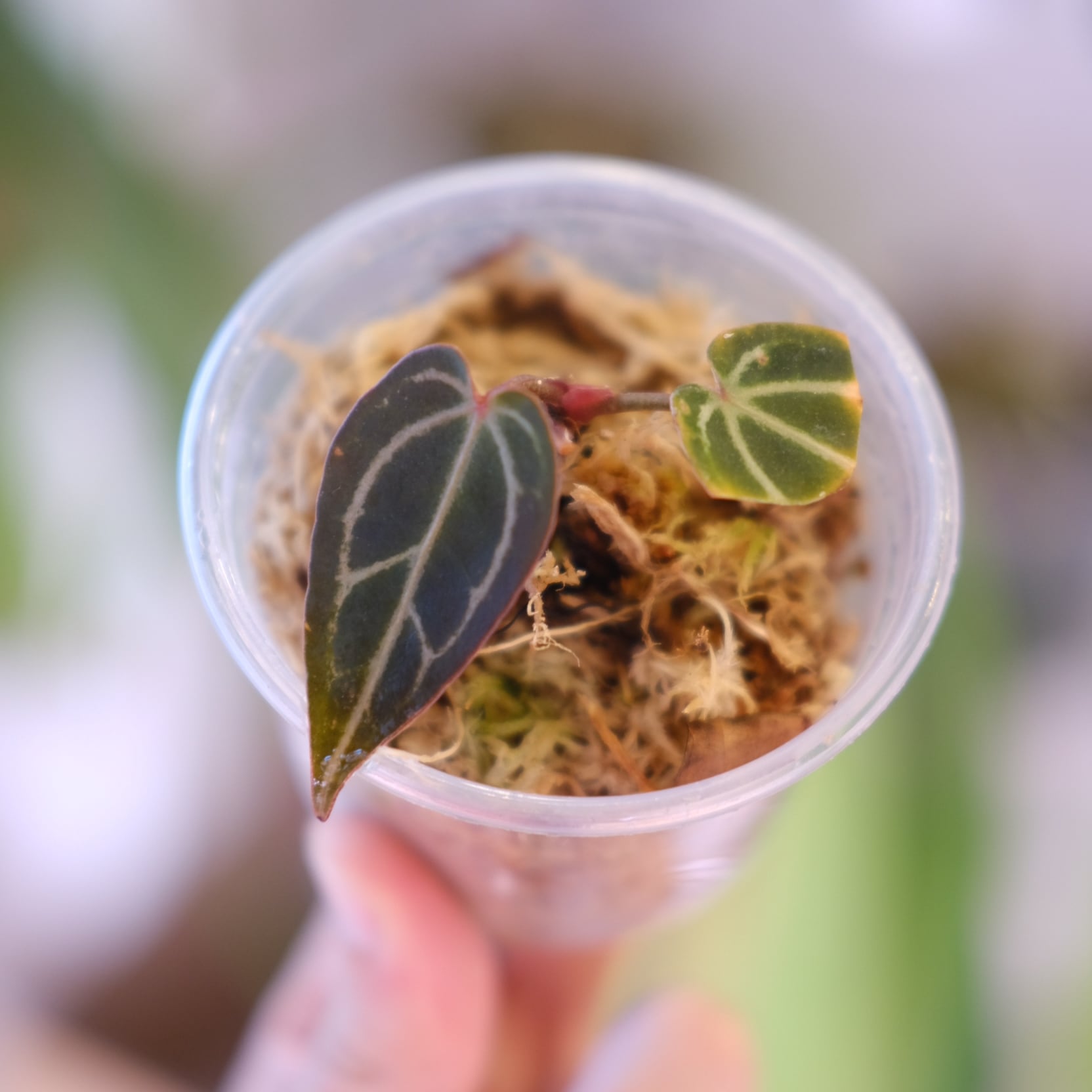 Anthurium Dark and Handsome 4 × Anthurium RVC24｜アンスリウム