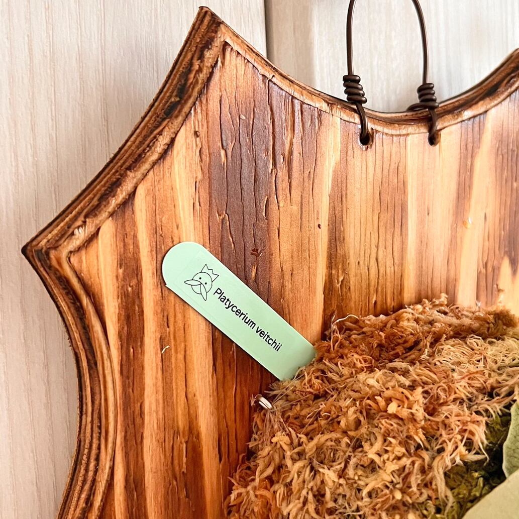 ビカクシダ ベイチー 板付 【観葉植物 壁掛け コウモリラン